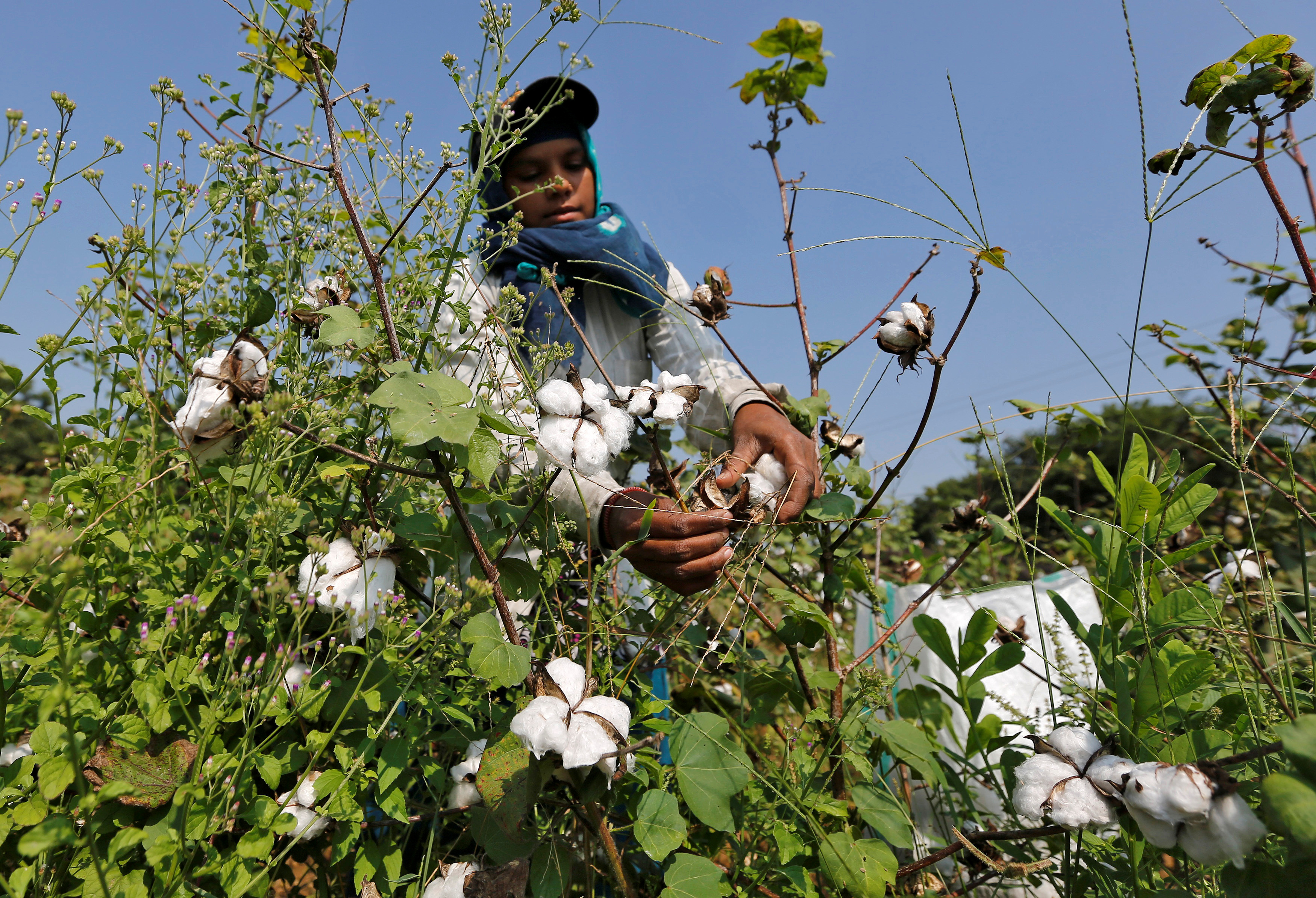 A worker harvests cotton in a field on the outskirts of Ahmedabad