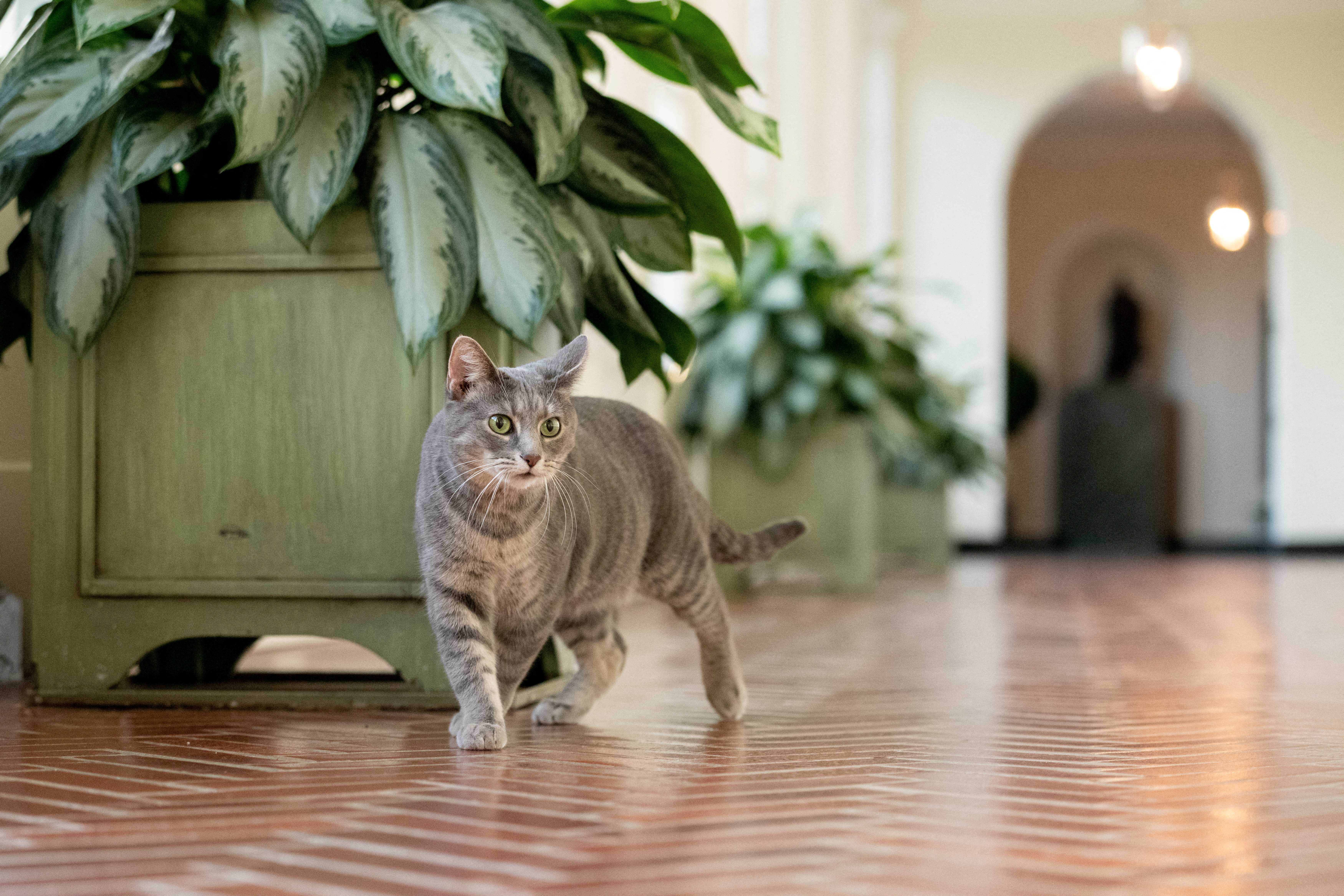 Willow, U.S. President Joe Biden and first lady Jill Biden’s new pet cat, is seen in a White House handout photo as she wanders through the halls of the White House in Washington, U.S., January 27, 2022. Picture taken January 27, 2022. Erin Scott/The White House/Handout via REUTERS