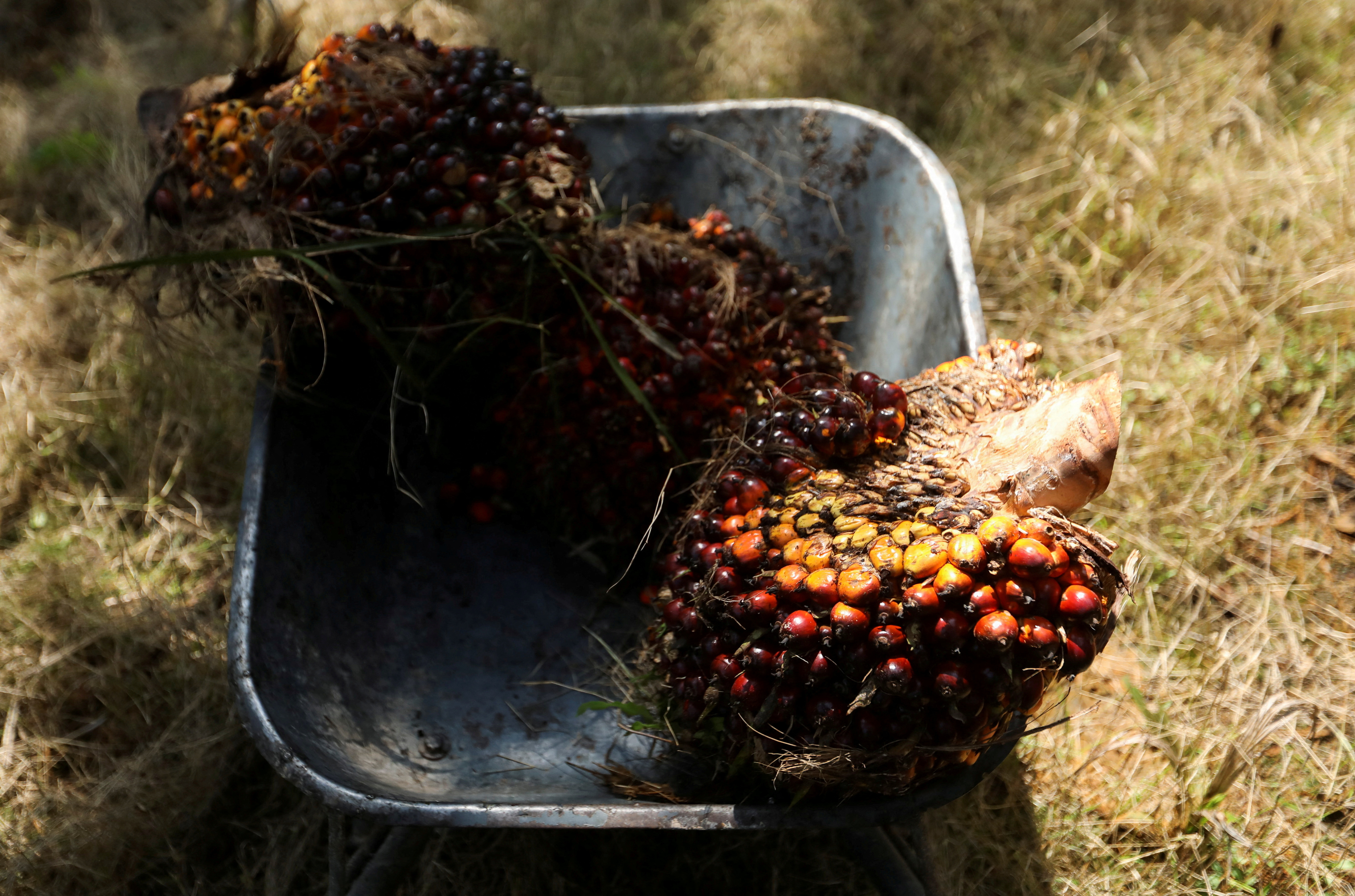 Fresh fruit bunches of oil palm tree are are seen inside a wheelbarrow at a palm oil plantation in Kuala Selangor