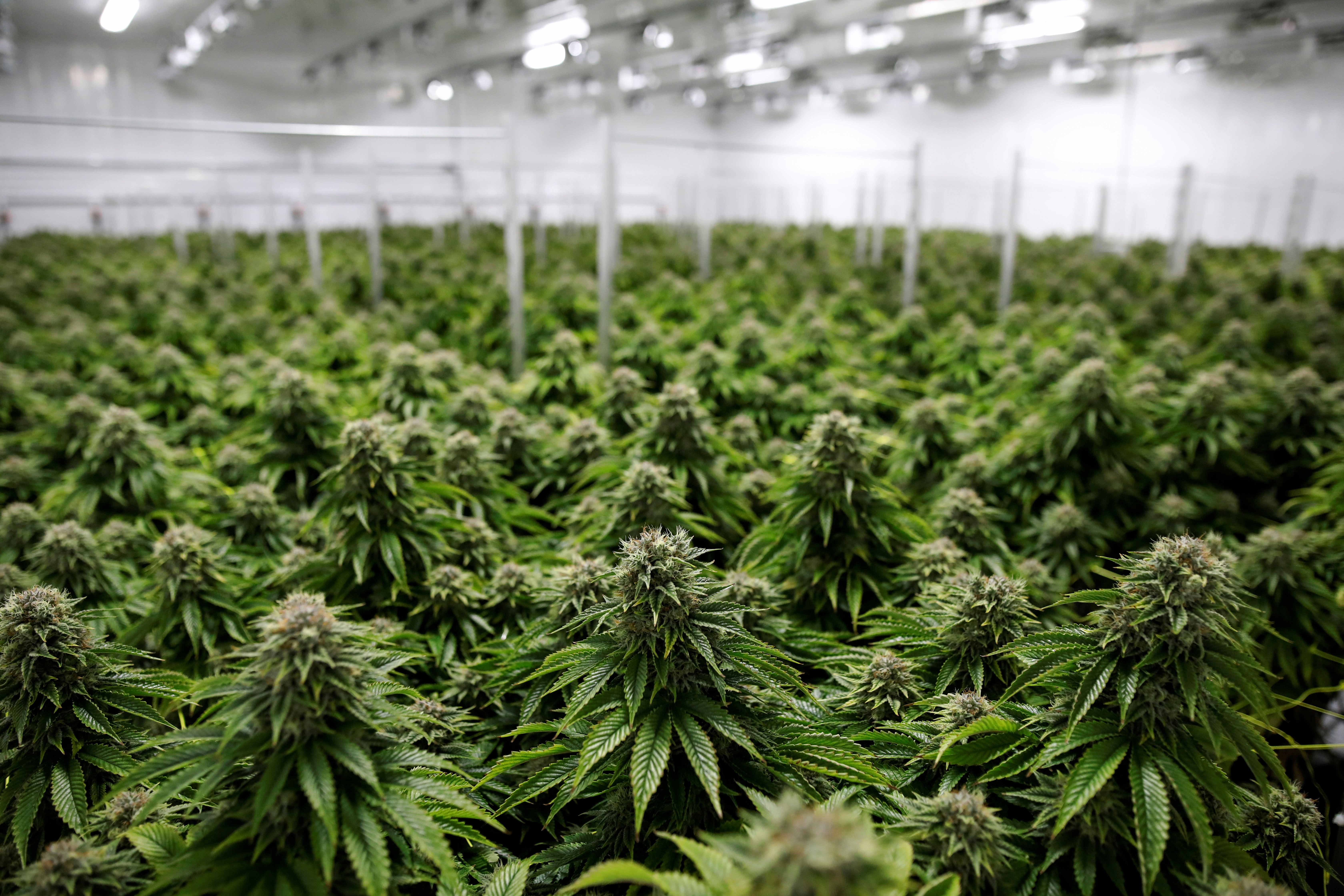 Chemdawg marijuana plants grow at a facility