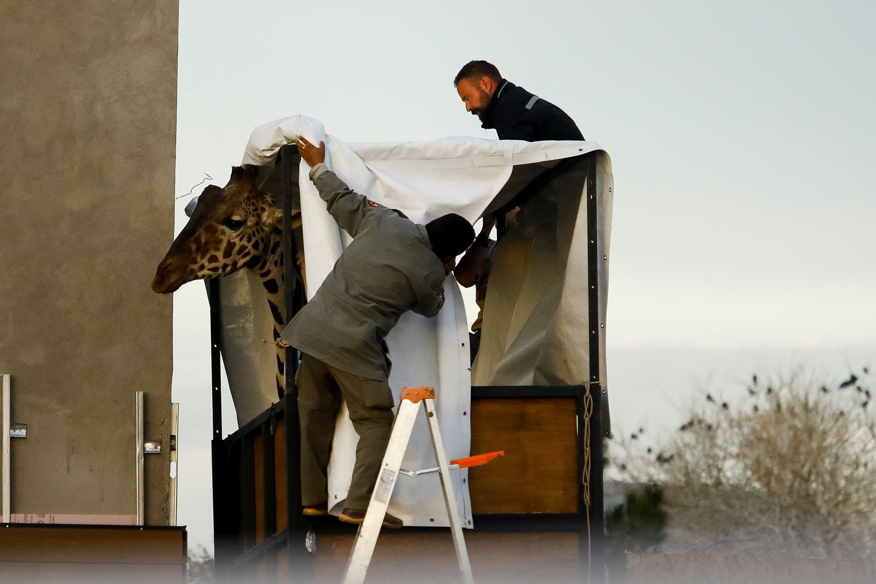 Mexico's Benito the giraffe begins 50-hour journey to new safari home ...