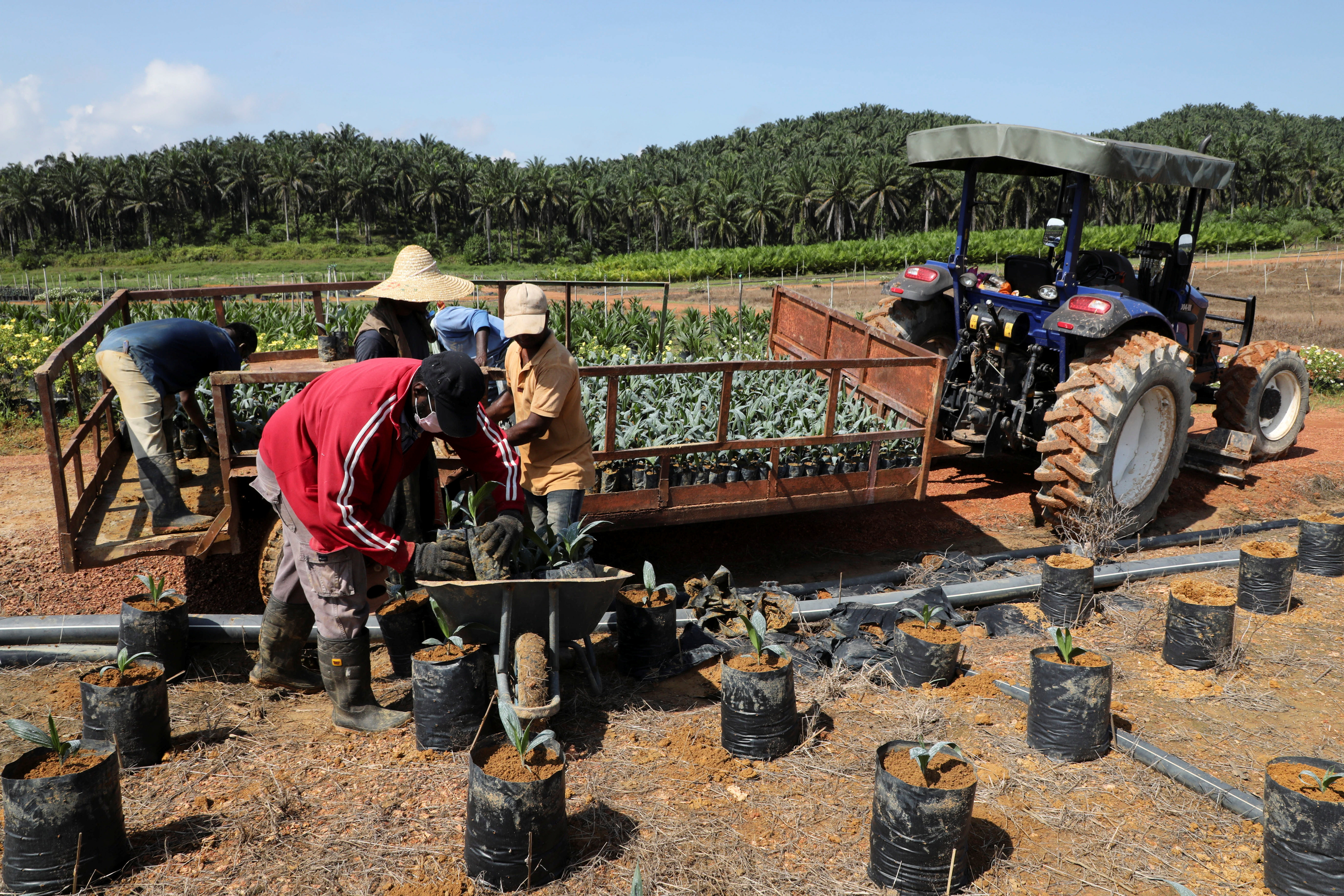 Workers unload oil palm seedlings at a plantation in Slim River