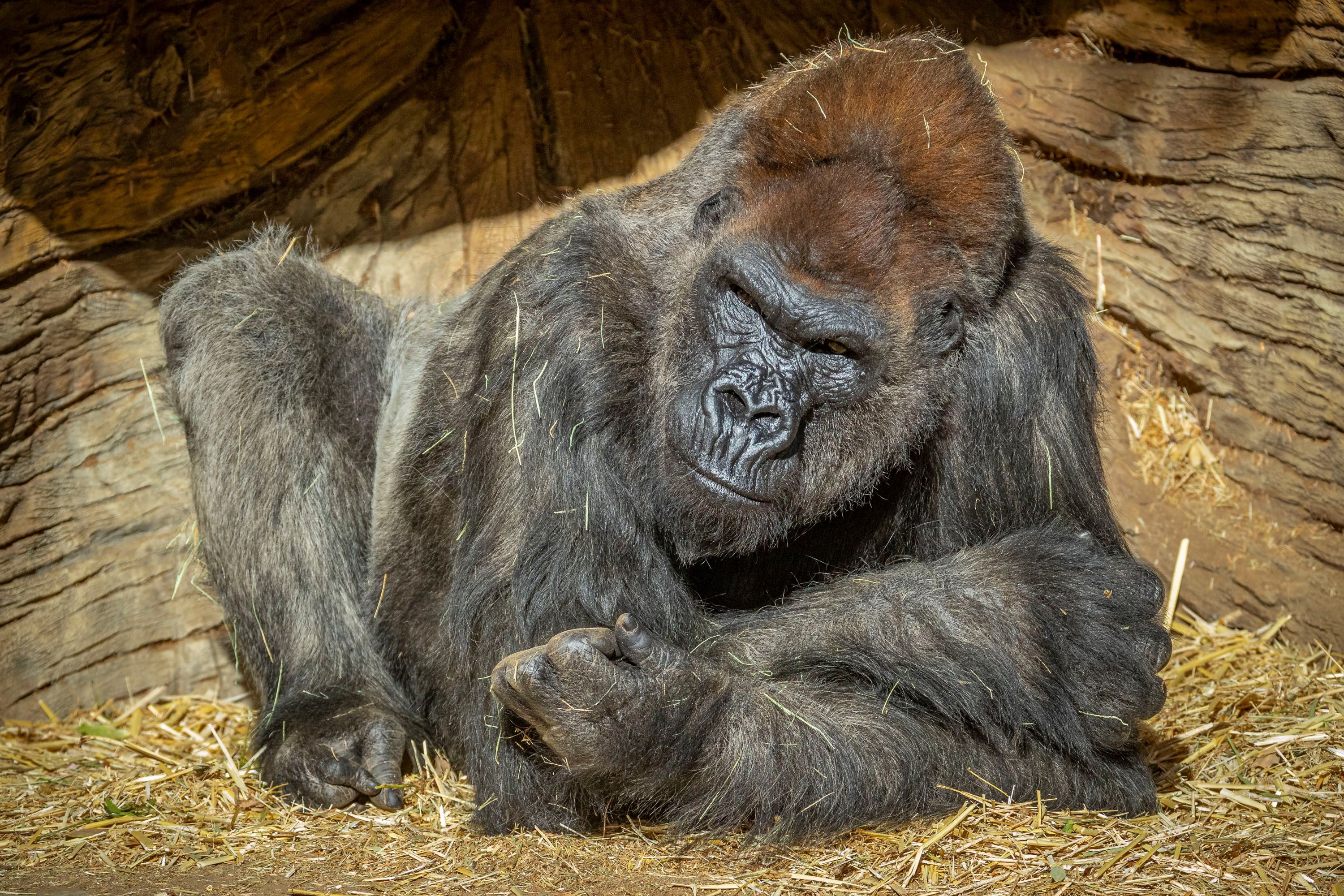 Gorillas at San Diego Zoo Safari Park diagnosed with COVID-19 | Reuters