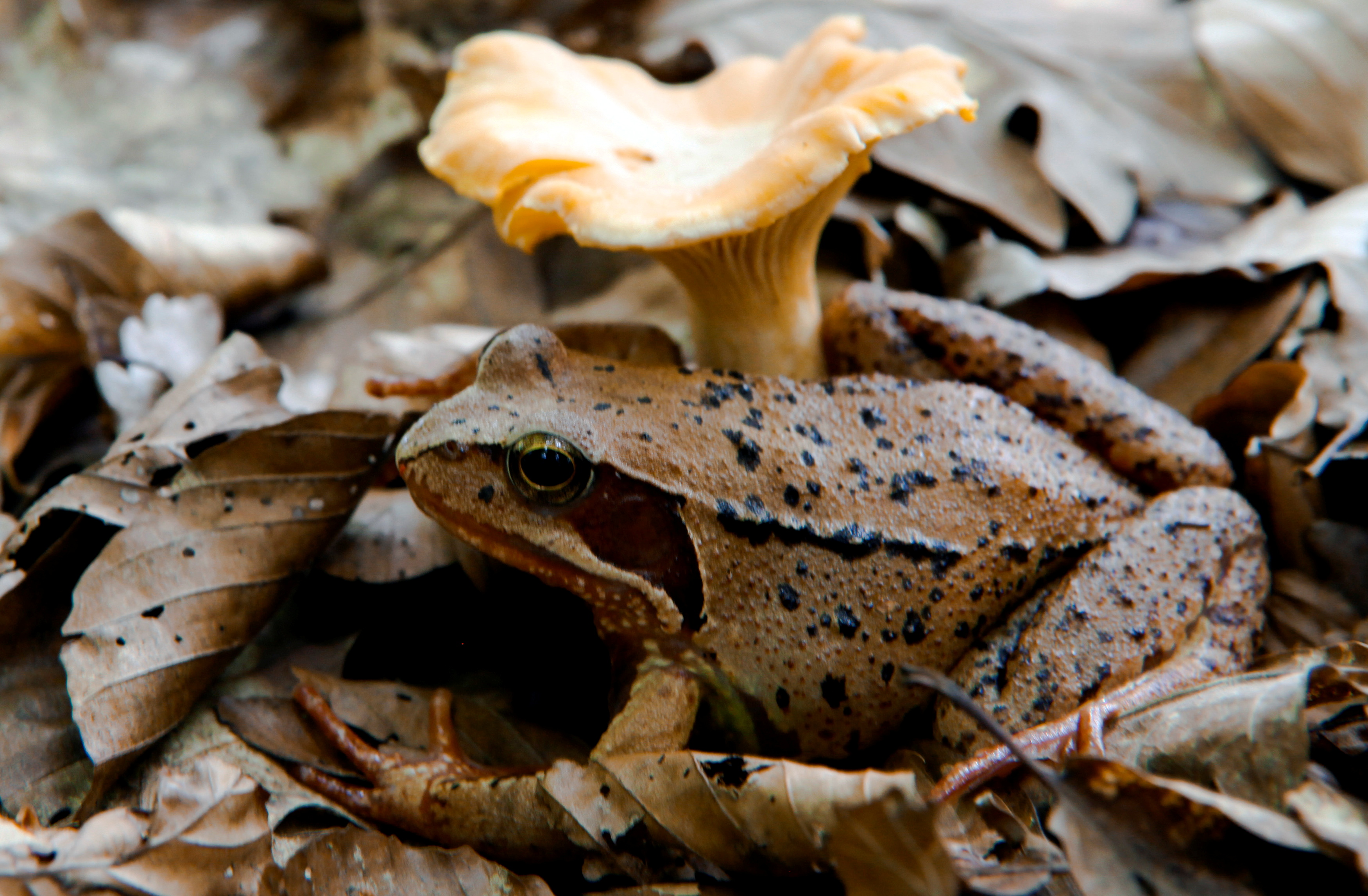 german black rain frog