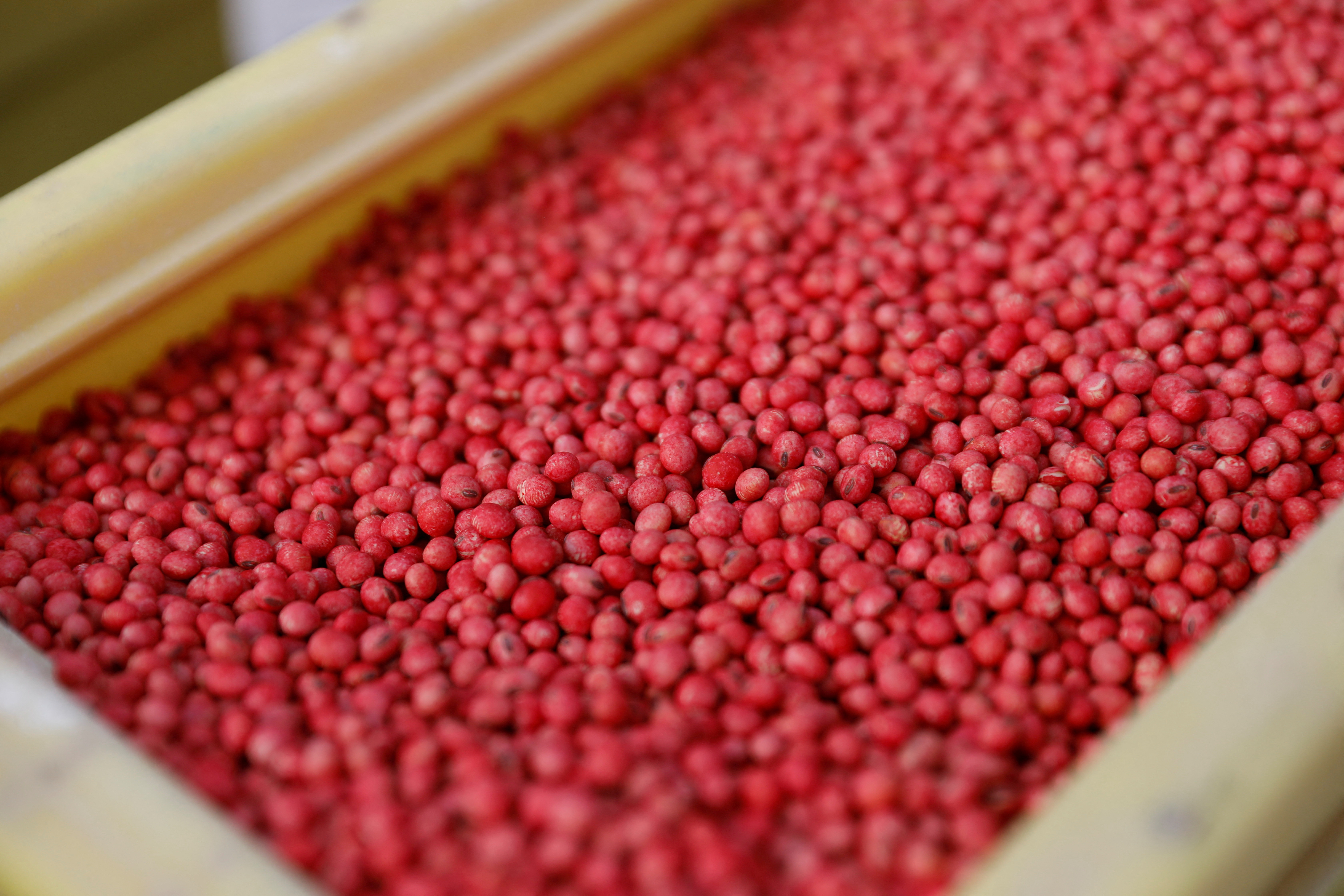 Soy bean seeds are seen in a container at a farm in Gideon, Missouri