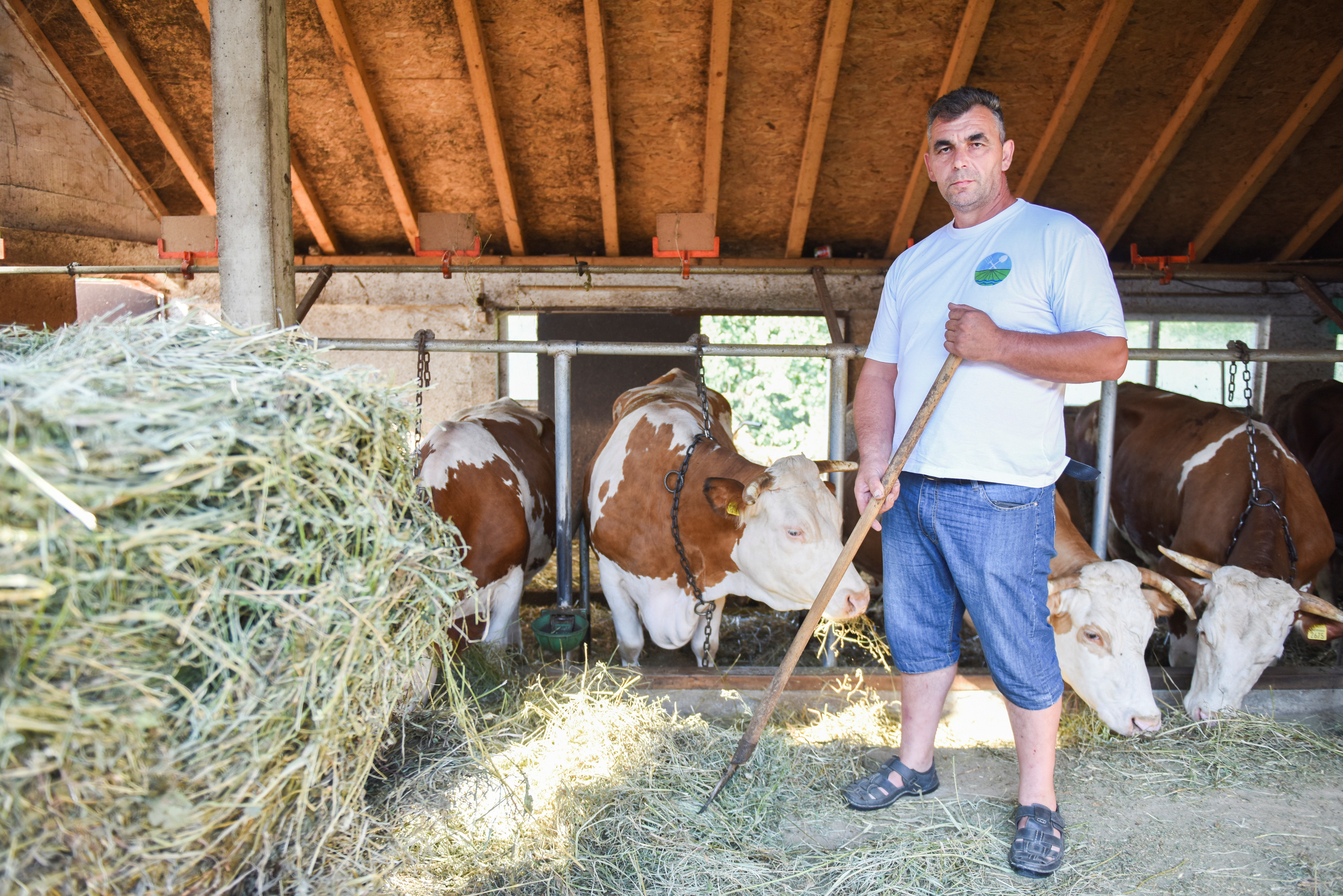 Djordje Kapetanovic feeds the cows on his property, which has not been sold to the company Rio Tinto, in Gornje Nedeljice