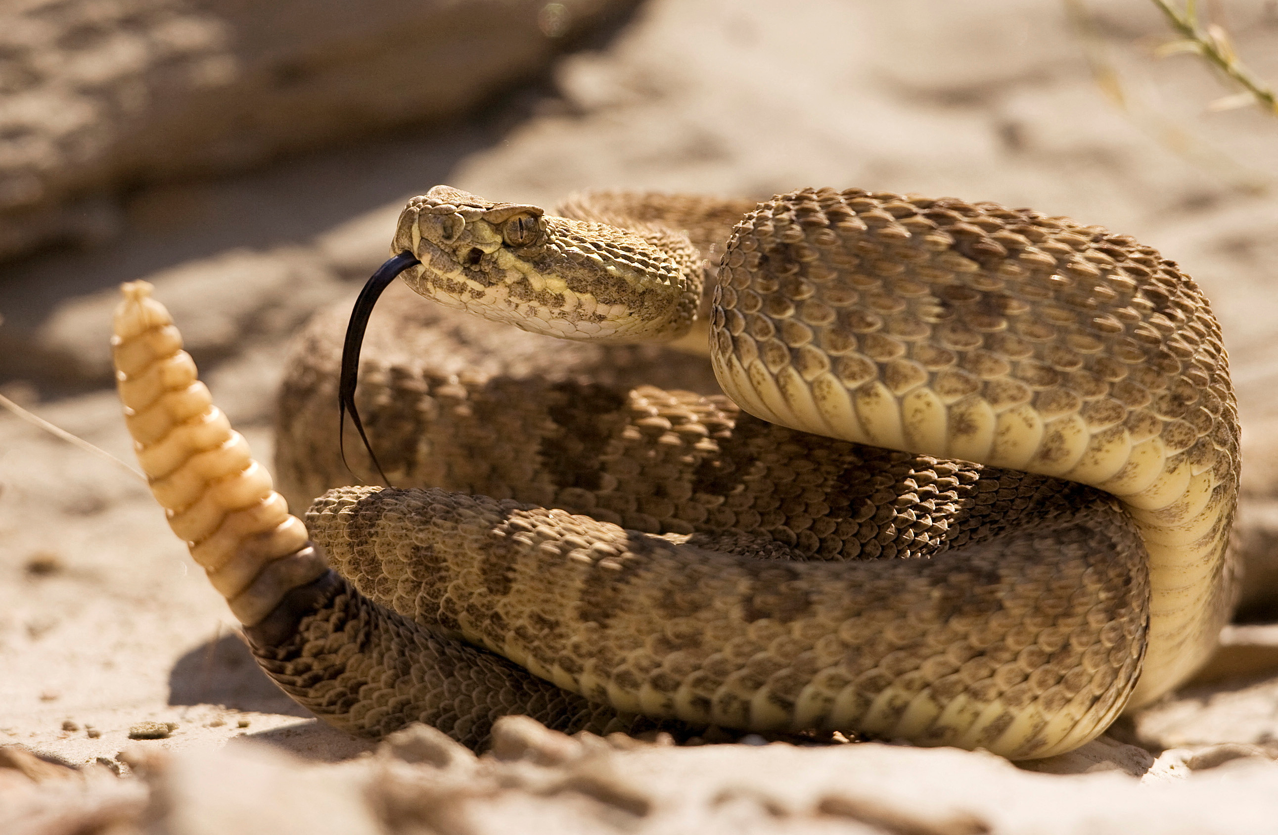 Prairie rattlesnake warns approaching hikers with rattle of his tail in Dinosaur Provincial Park, Alberta.