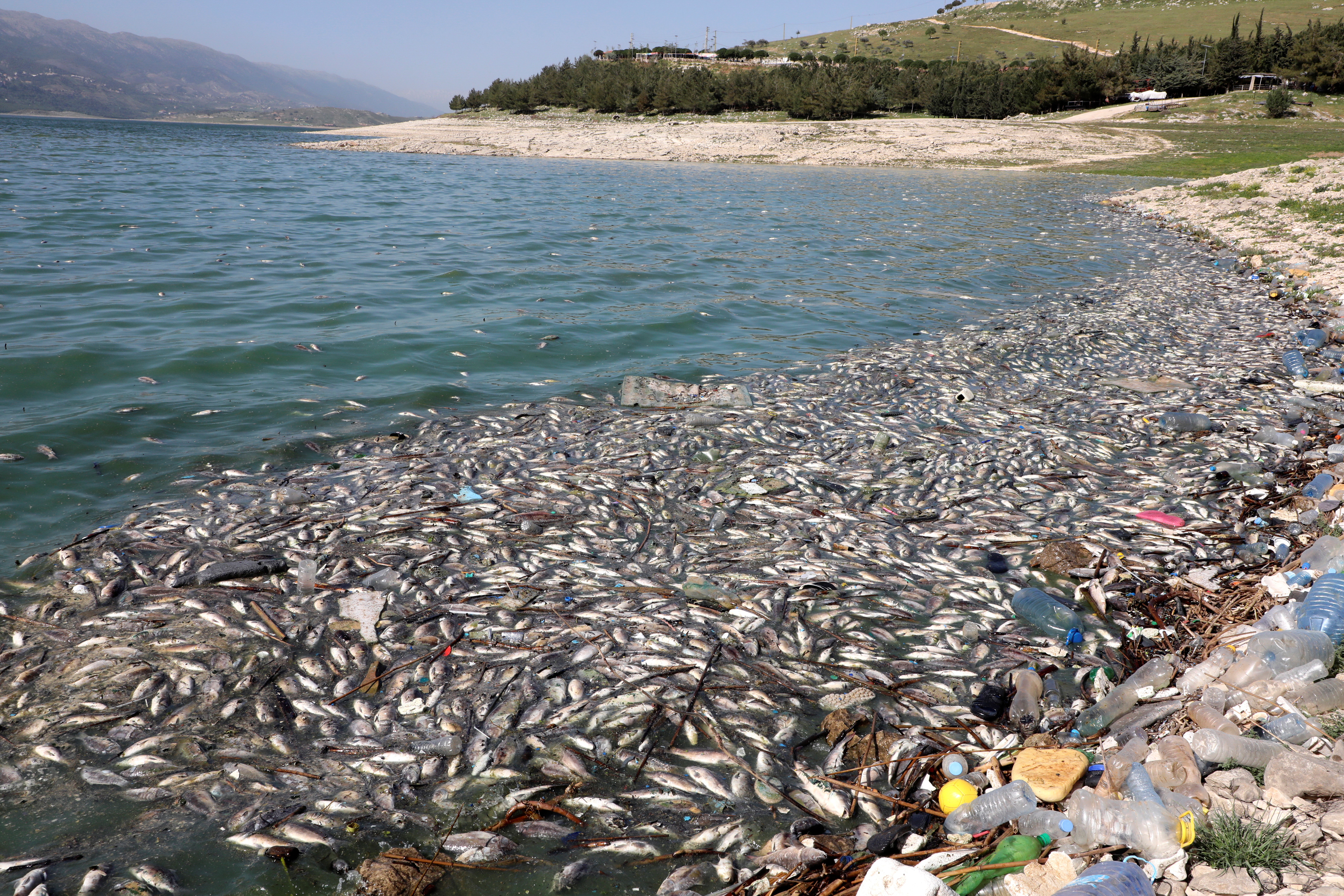 Dead fish are seen floating in Lake Qaraoun on the Litani River