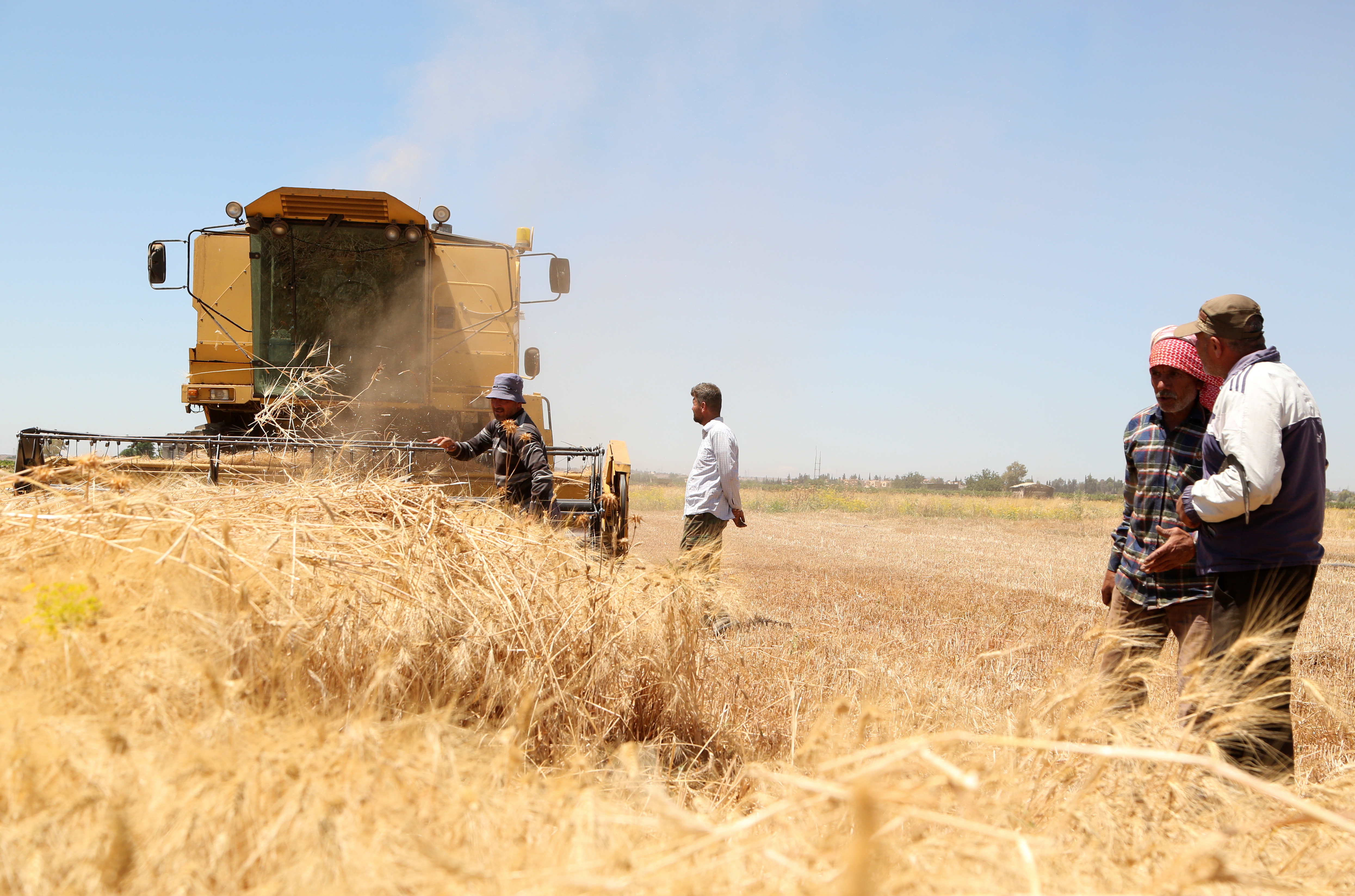Farmer Imad al-Sayyed harvests wheat in a field in Deir Khabieh