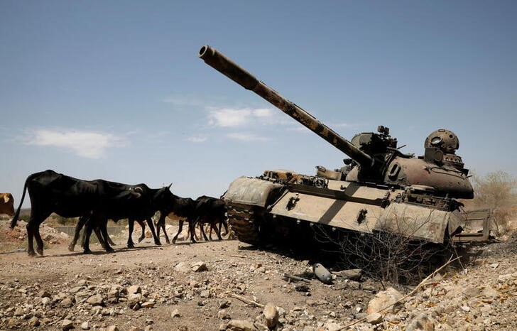 Cows walk past a tank damaged in fighting between Ethiopian government and Tigray forces, near the town of Humera