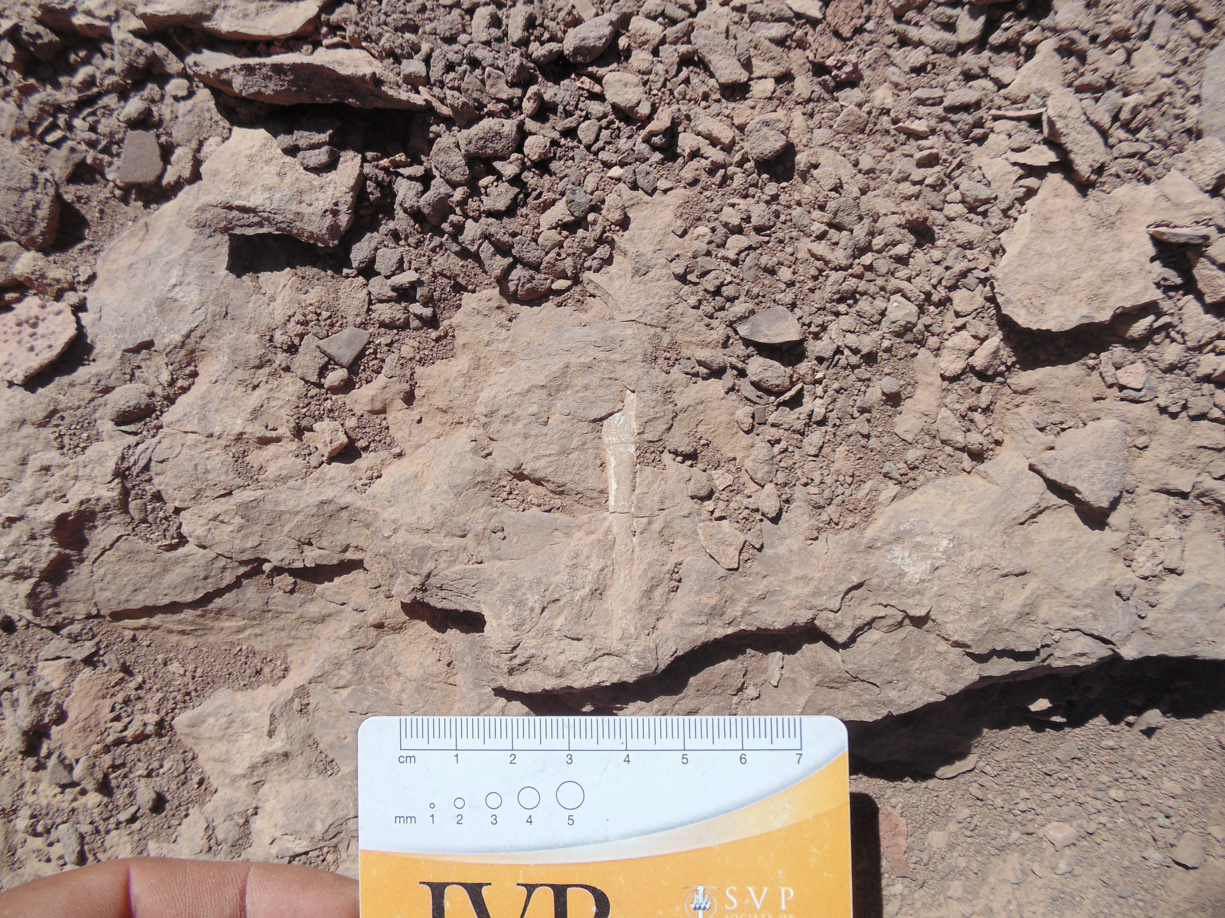 Fosilet e Pterosaurëve të gjetur në kodrën "Tormento" në shkretëtirën Atacama, Kili
