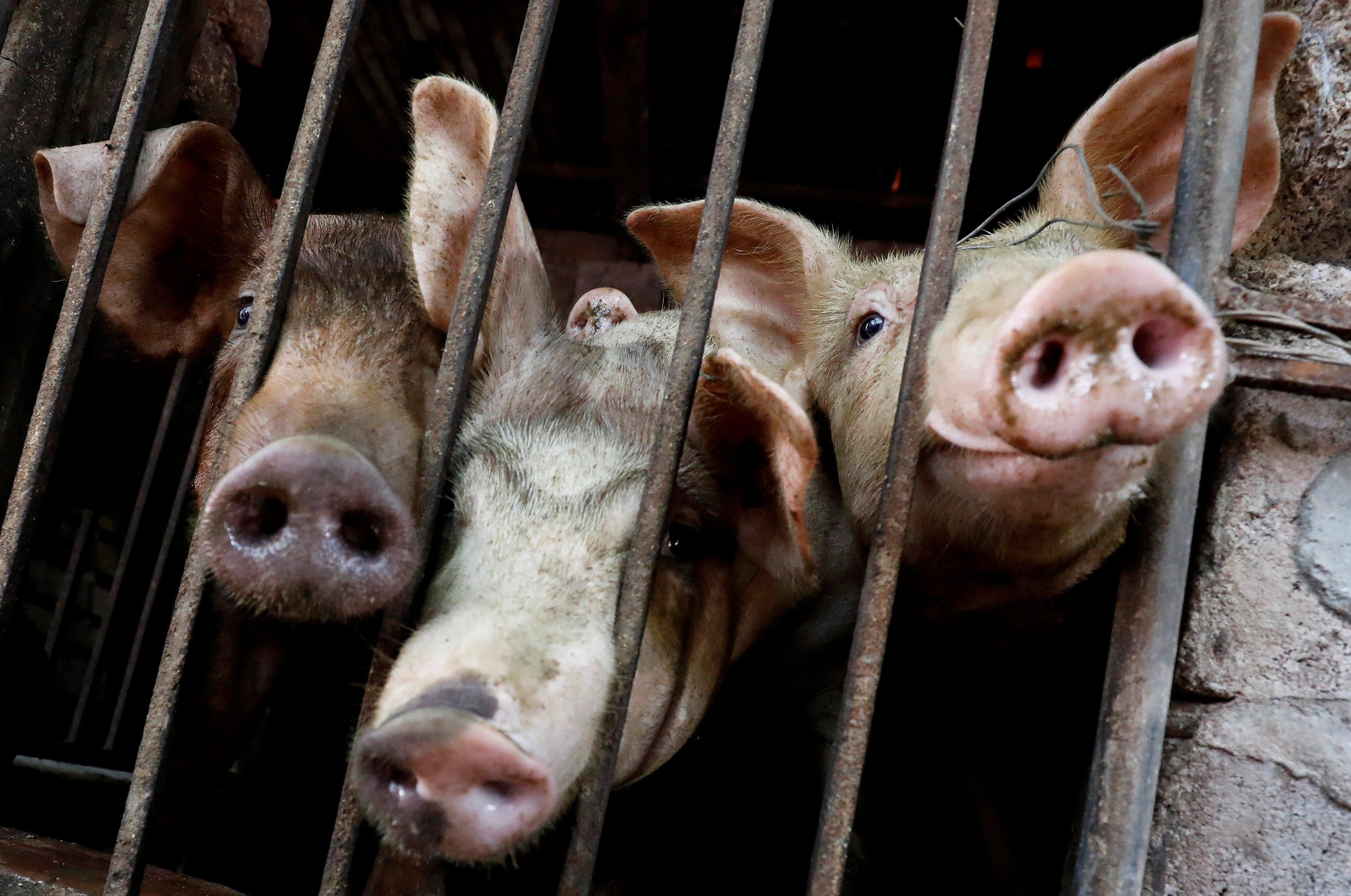 featured image thumbnail for post African swine fever outbreaks spreading in Vietnam, government says