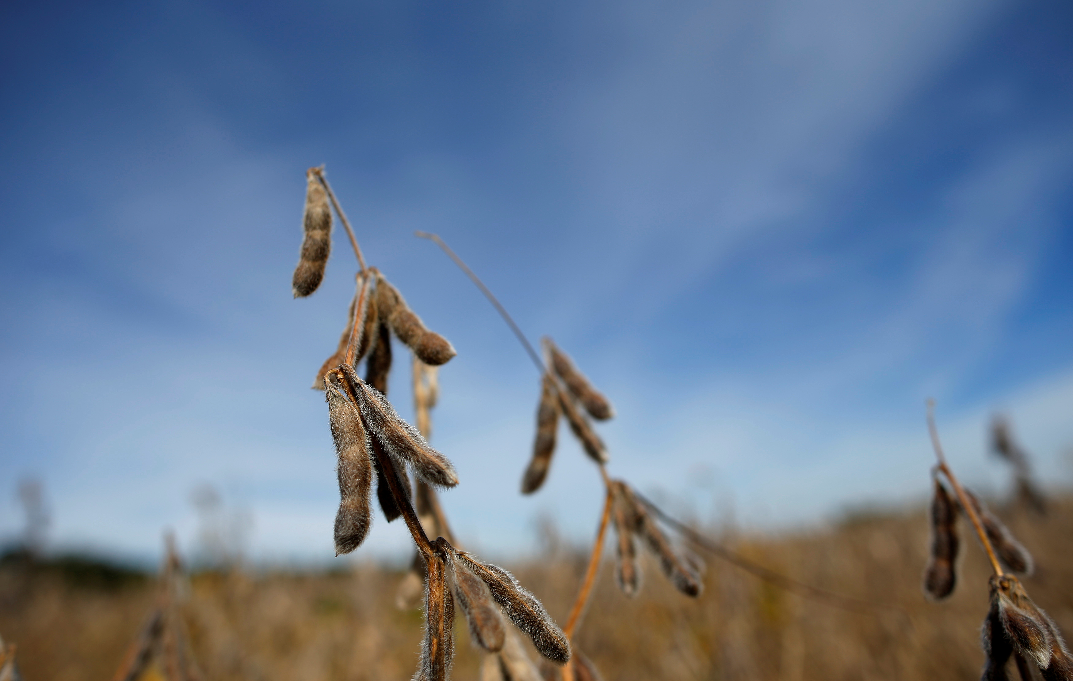 Soybeans are seen in a field waiting to be harvested in Minooka, Illinois