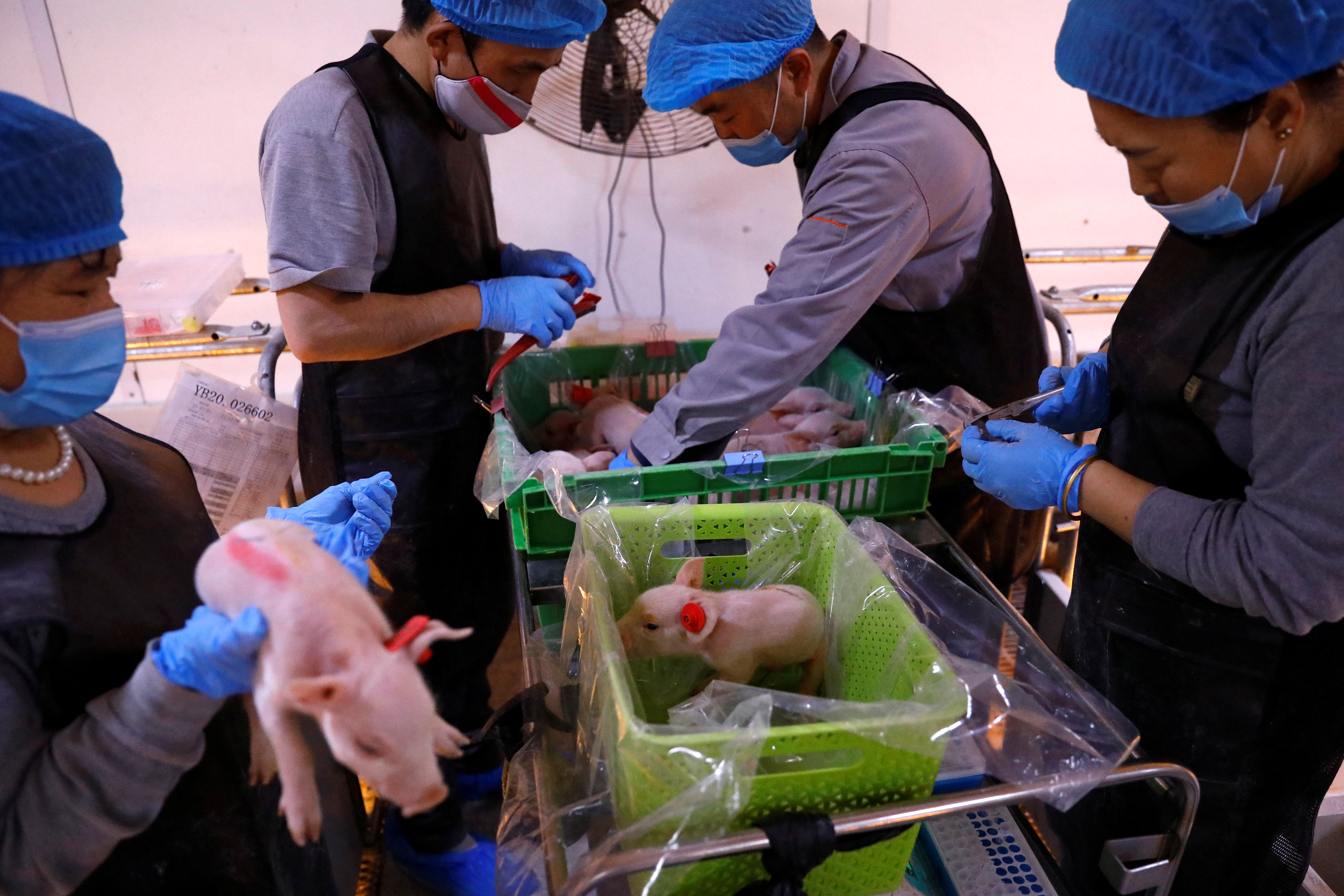 Employees give ear tags for newborn piglets at a breeding farm of Best Genetics Group (BGG)  in Chifeng