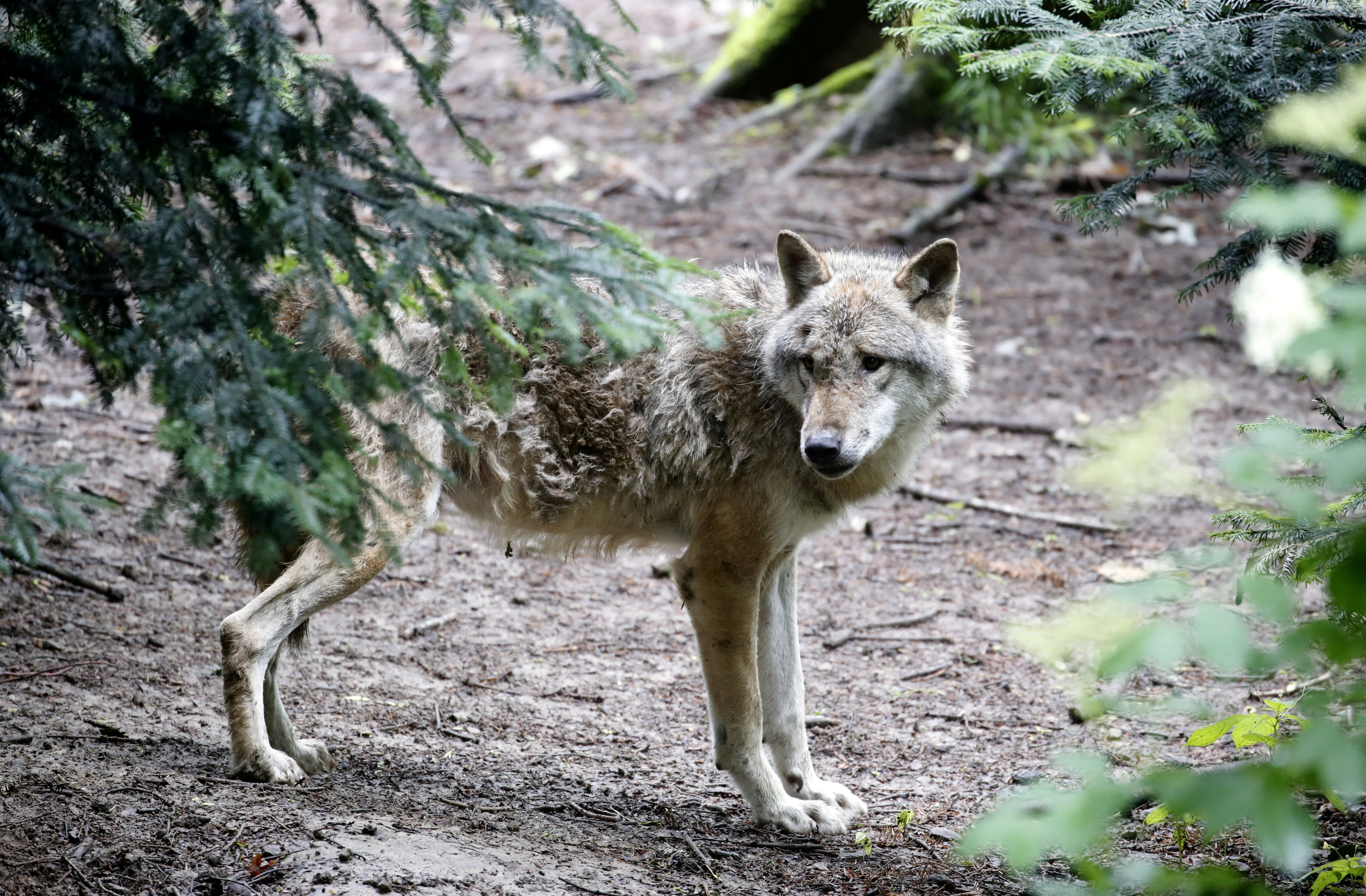 Swiss Canton Gives Go-ahead to Shoot Wolves Attacking Cows