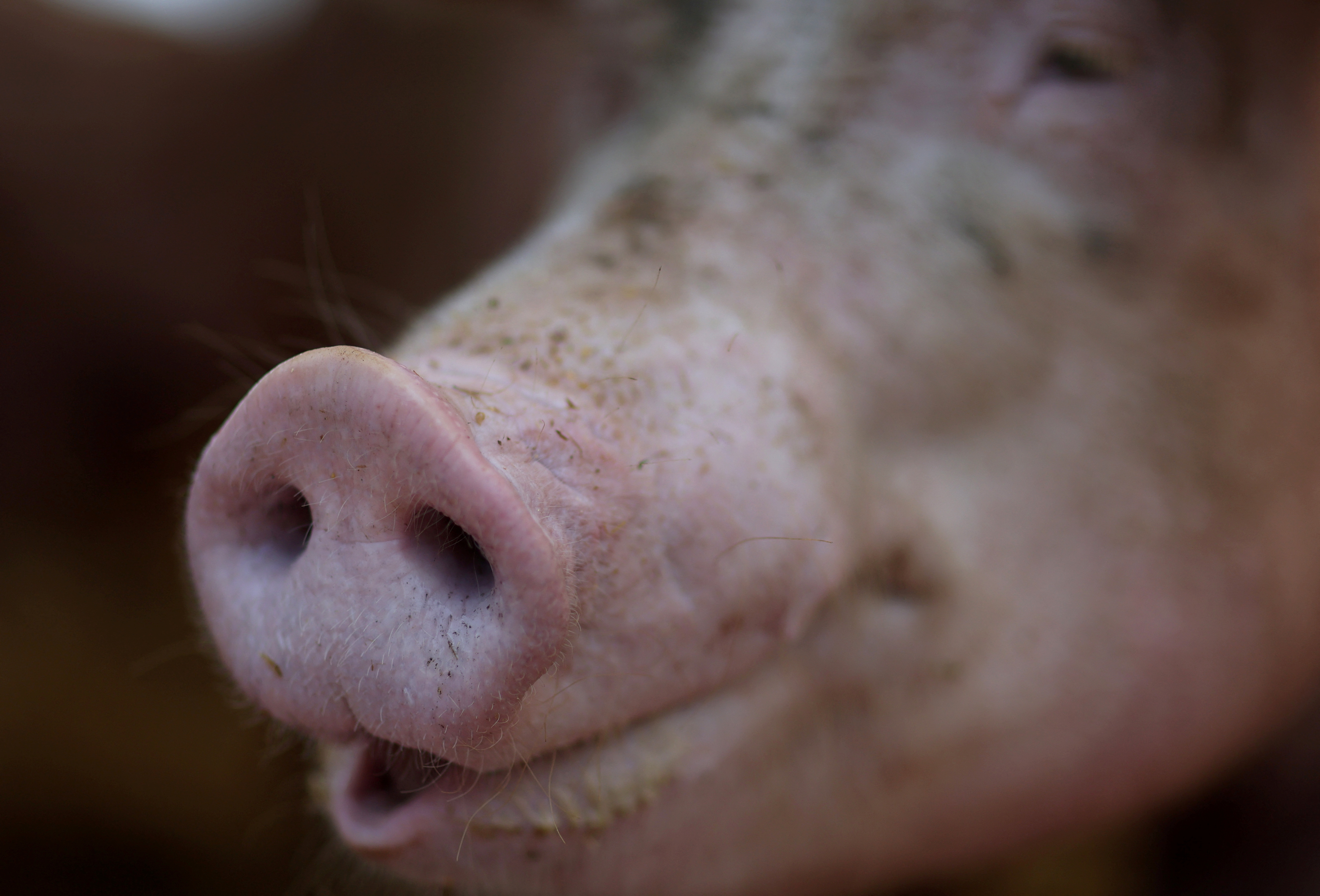 A pig farm located in Maryland, U.S.