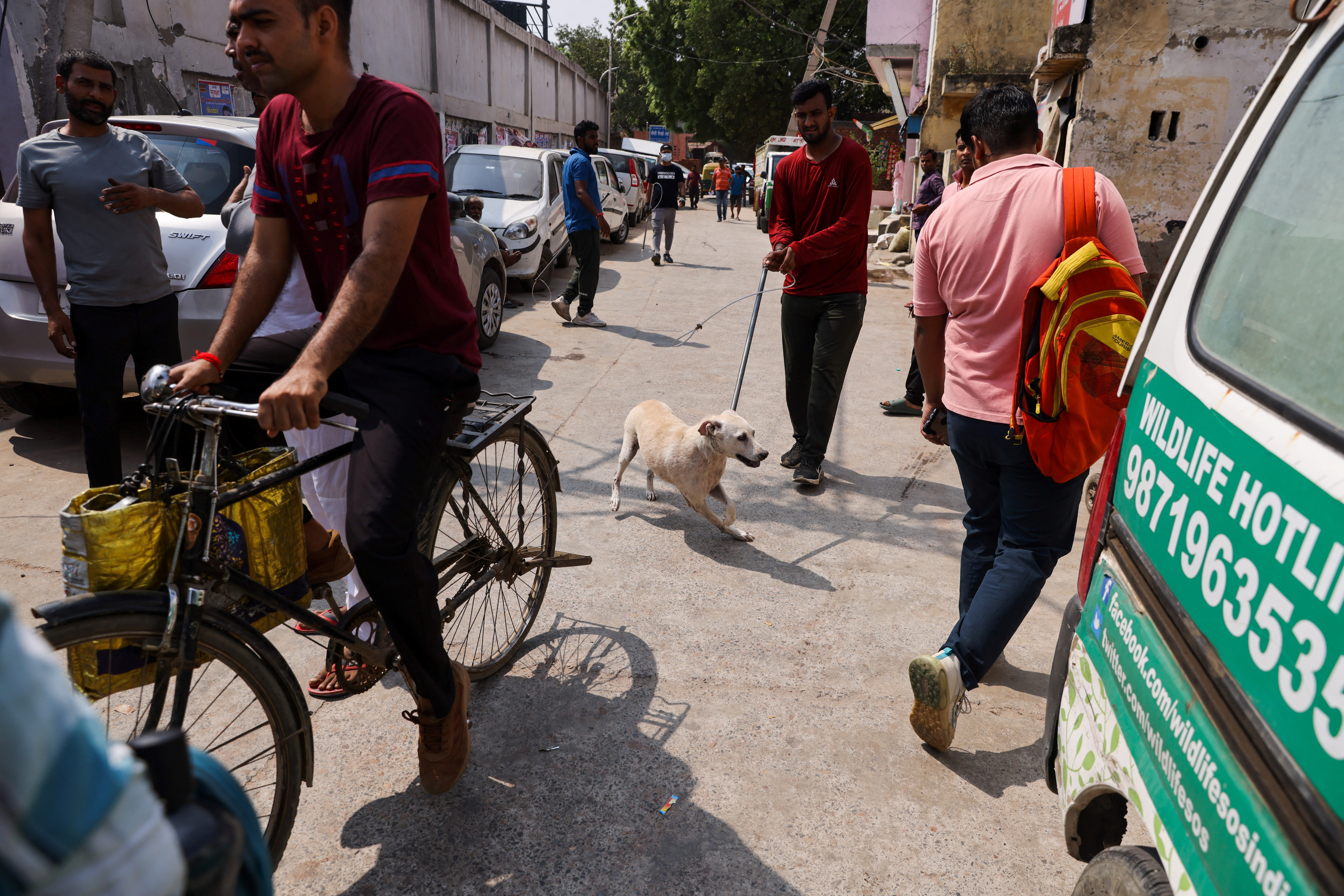 Municipal Corporation of Delhi catches stray dogs ahead of G20 summit, in New Delhi