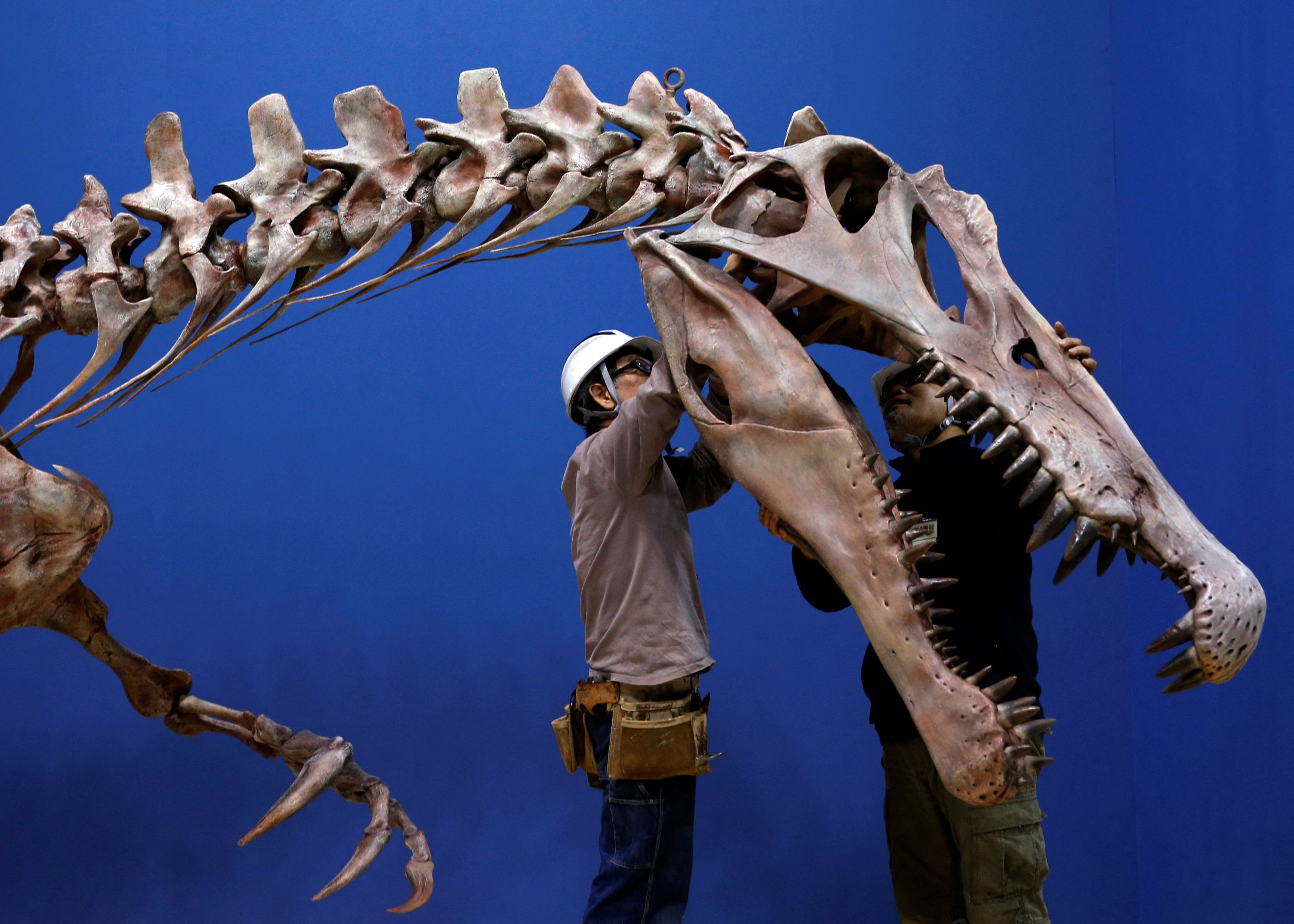Workers adjust a Spinosaurus's skeleton replica during a preparation and media preview for the Dinosaur EXPO at the National Museum of Nature and Science in Tokyo