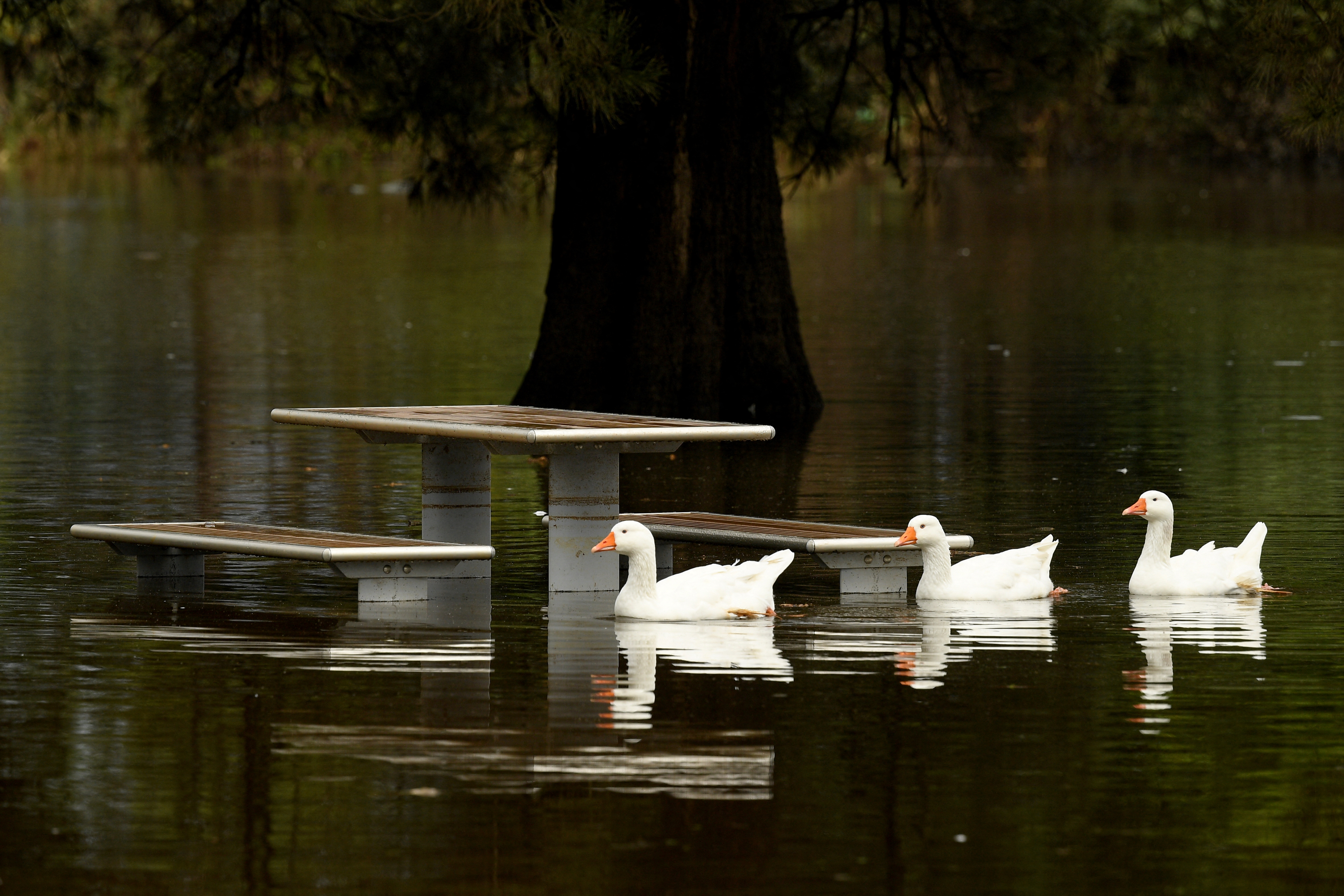 Geese swim through a flooded picnic area at Richmond