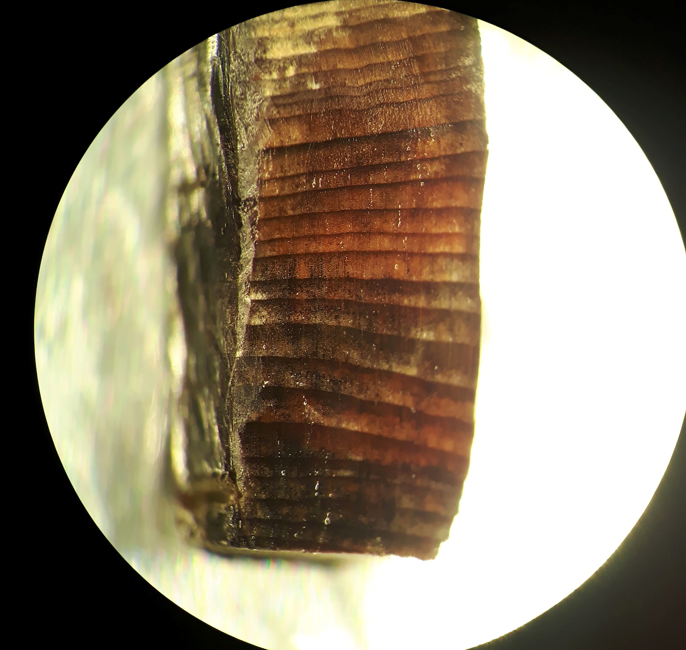 A wood fragment from the Norse layers at the L’Anse aux Meadows Viking settlement established 1,000 years ago near Hay Cove, Newfoundland, Canada is seen in an undated microscopic image. Petra Doeve/Handout via REUTERS