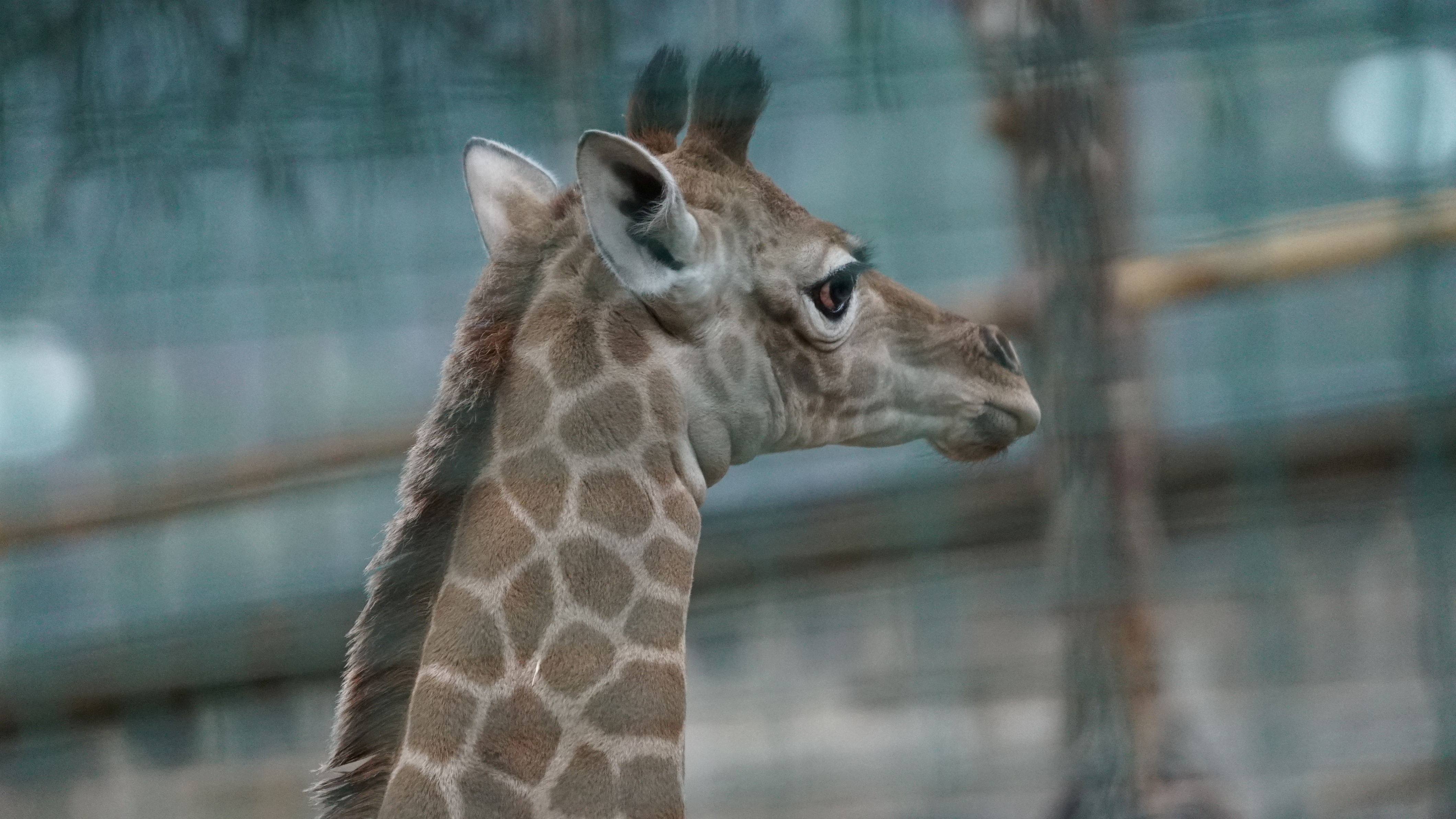 A baby giraffe, which was born in captivity, is displayed in its enclosure for the first time to the public, at the metropolitan park Zoo in Santiago