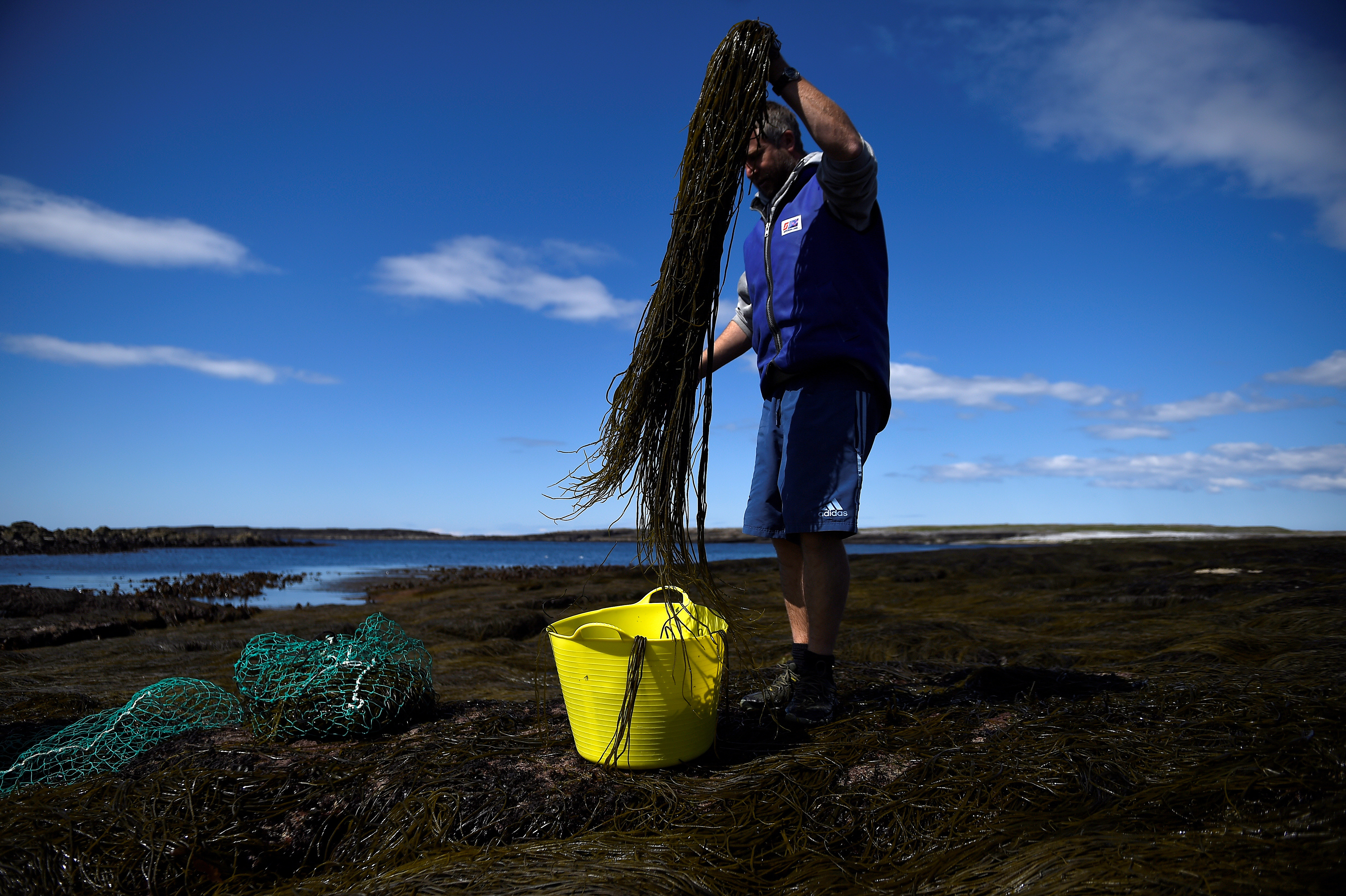 The Wider Image: Sea superfood: Can seaweed help solve Ireland's cow methane problem?