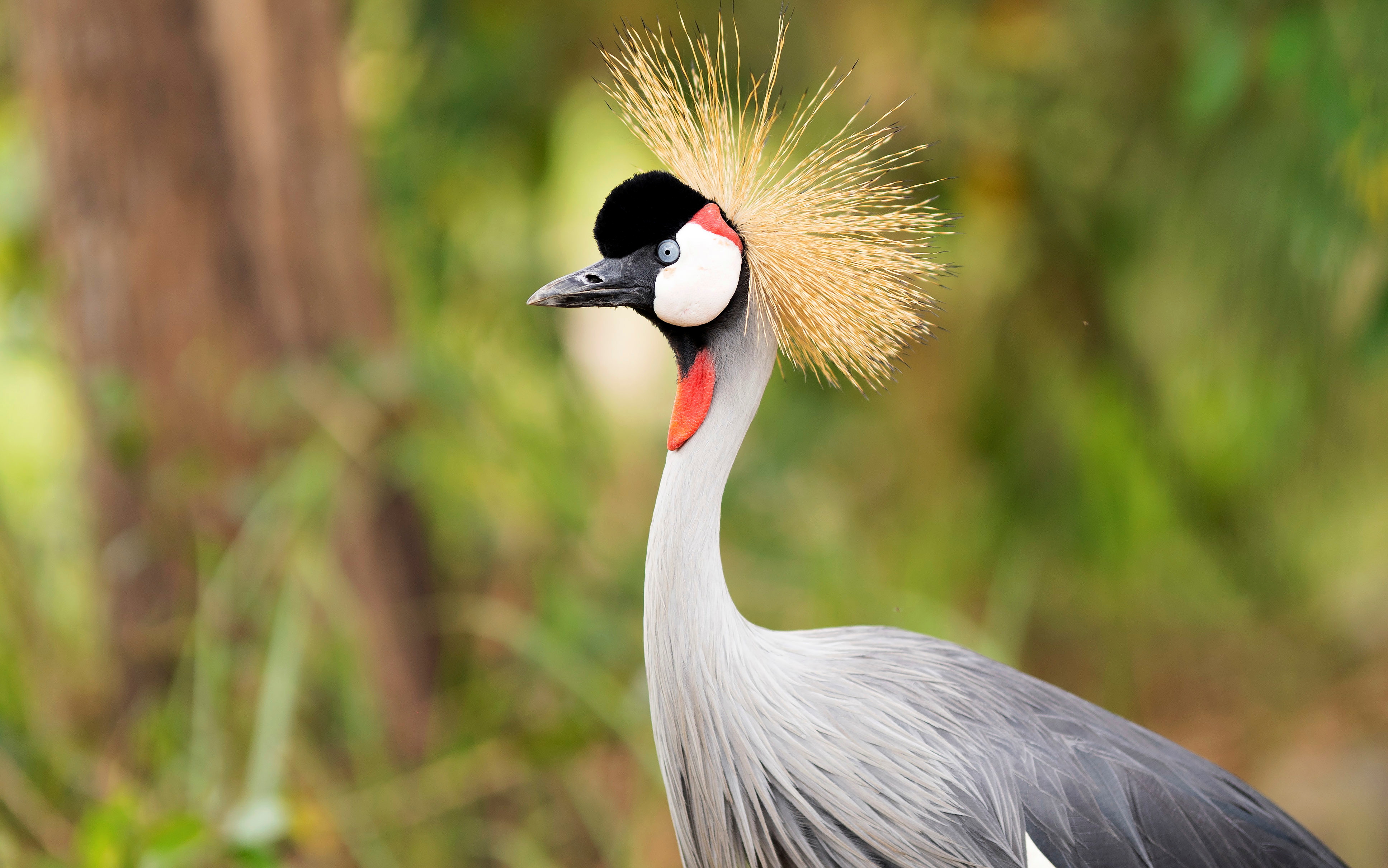 Grey crowned crane is seen at the Umusambi Village, a sanctuary for endangered cranes in Kigali