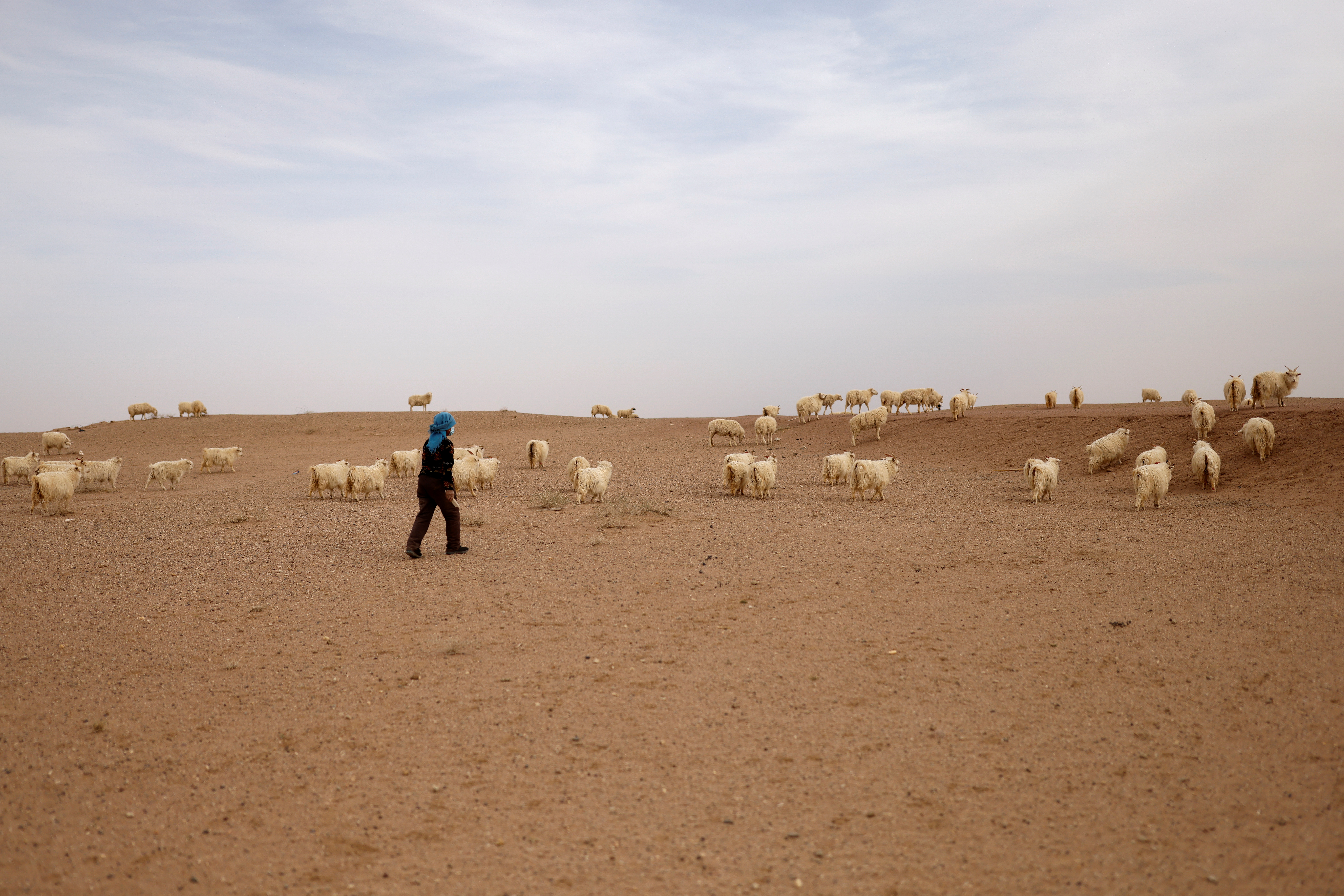 The Wider Image: The Great Green Wall: China's farmers push back the desert one tree at a time