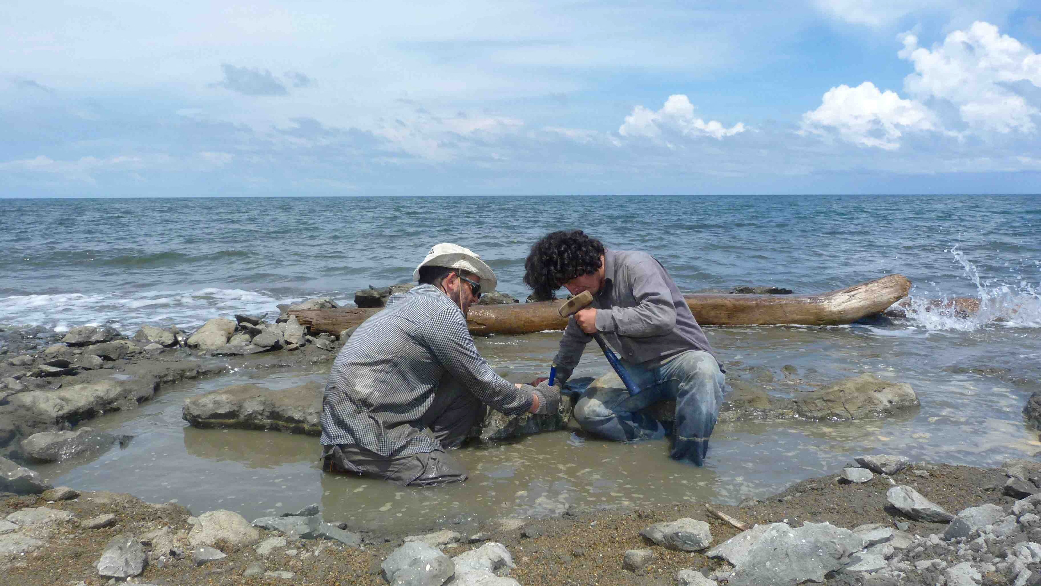 Hallan restos de ADN en un fósil de tortuga de 6 millones de años
