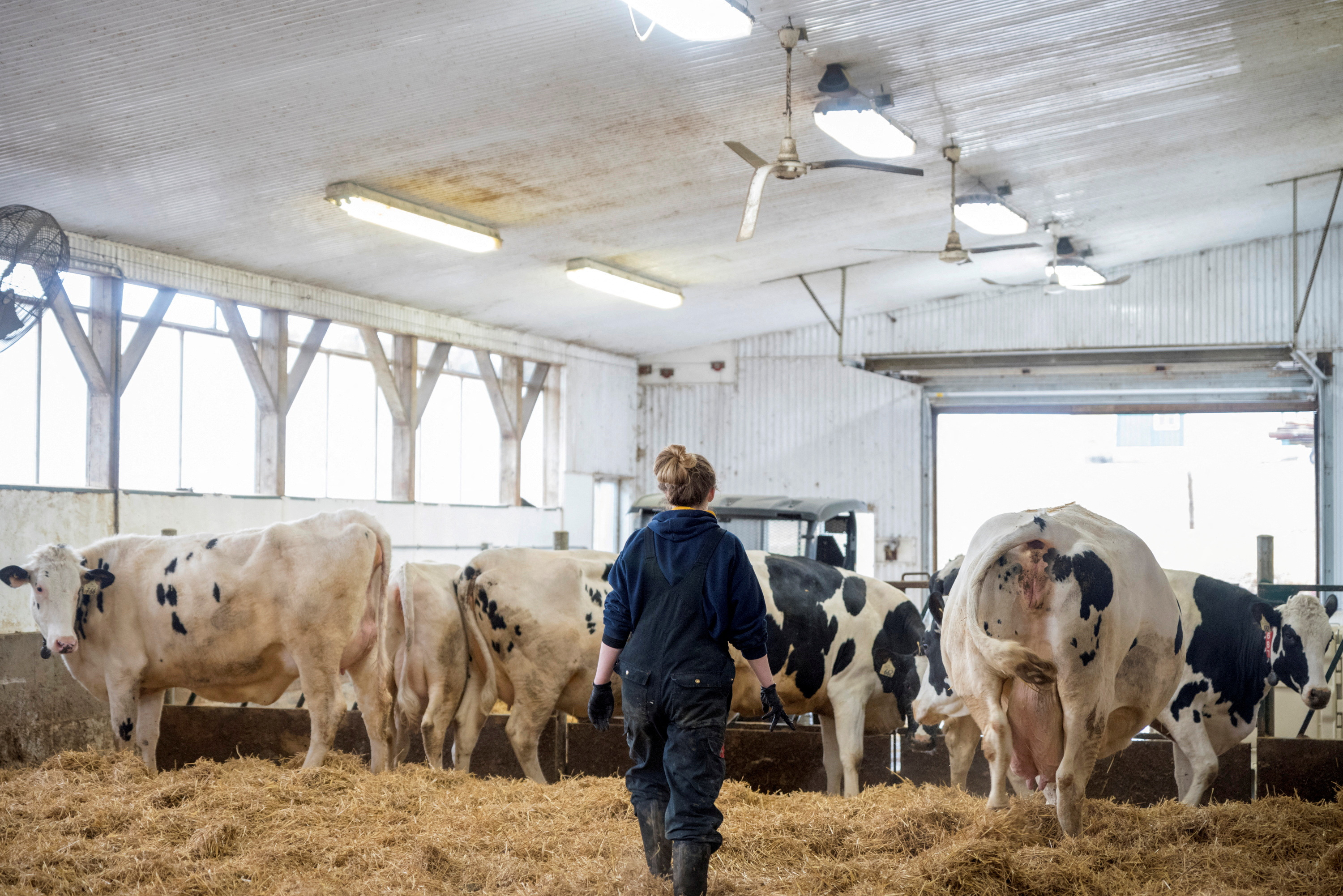 米欧、鳥インフル対策で畜産酪農家などへワクチン接種検討