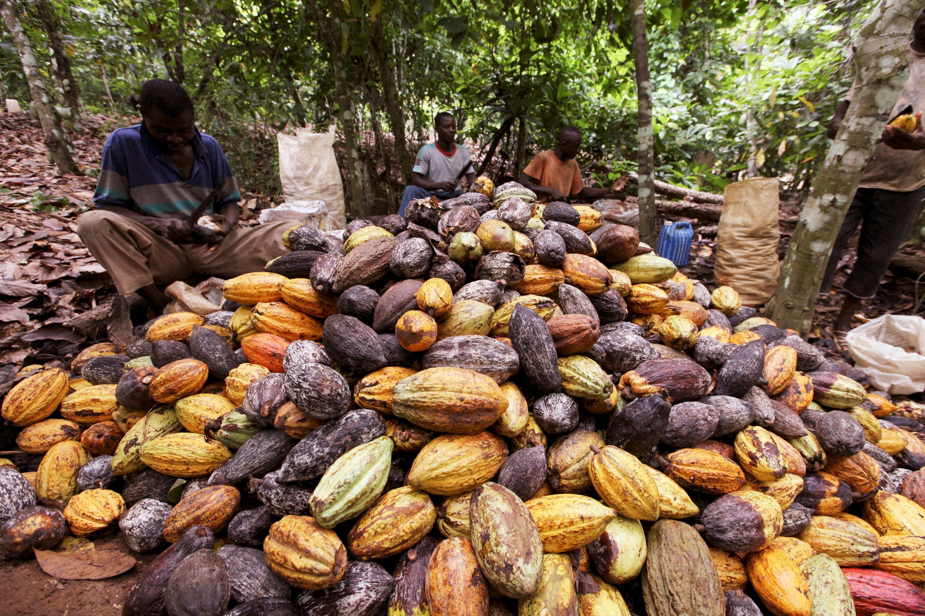 Farmers sit by a pile of cocoa pods at a farm in San Pedro, Ivory Coast