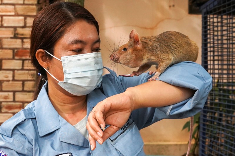 Magawa, the recently retired mine detection rat, plays with its previous handler So Malen at the APOPO Visitor Center in Siem Reap