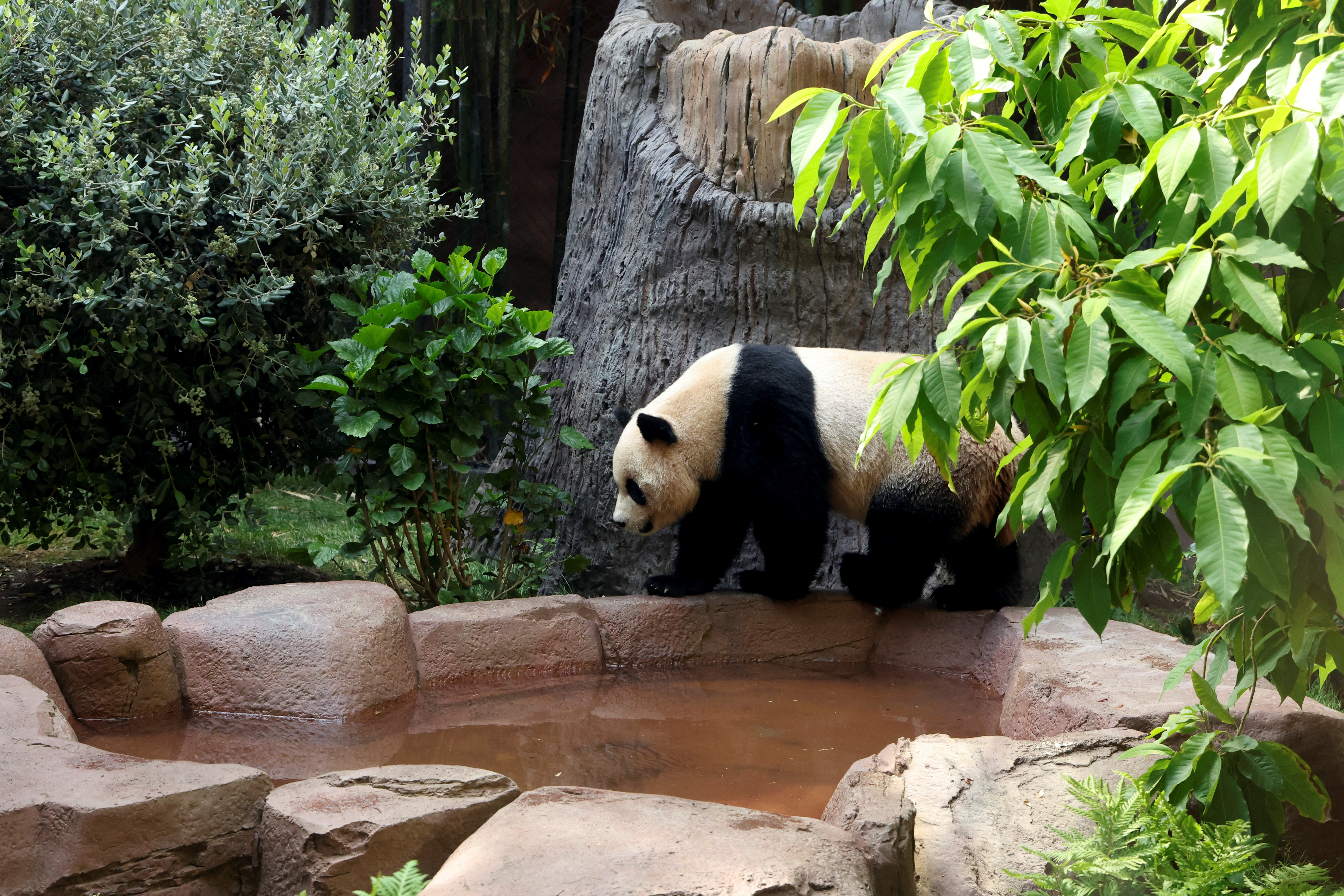 Giant panda habitat opens at California zoo to much fanfare | Reuters