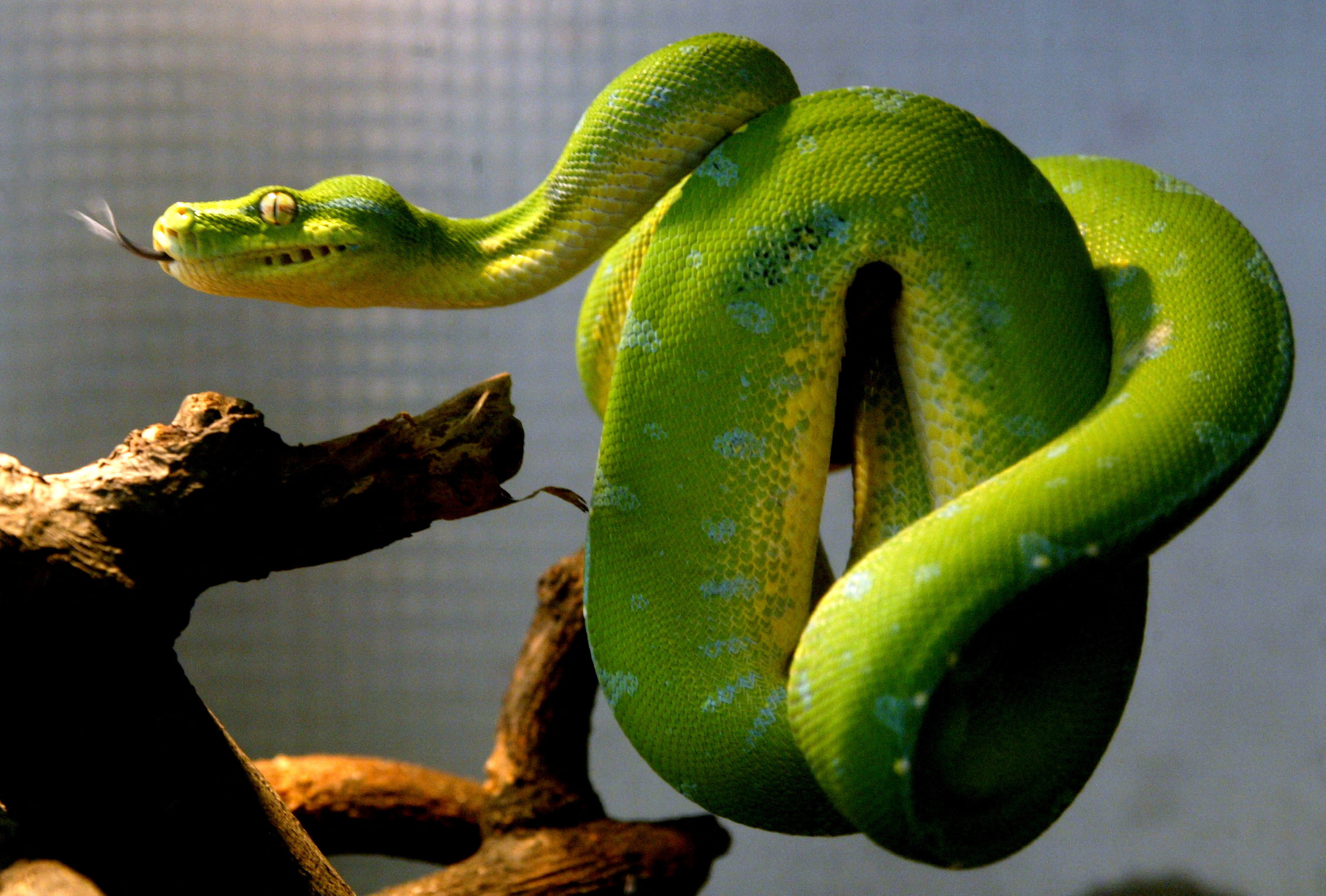 A green tree python, also known as Morelia (Chondropython) viridis, coils on a branch inside a glass..