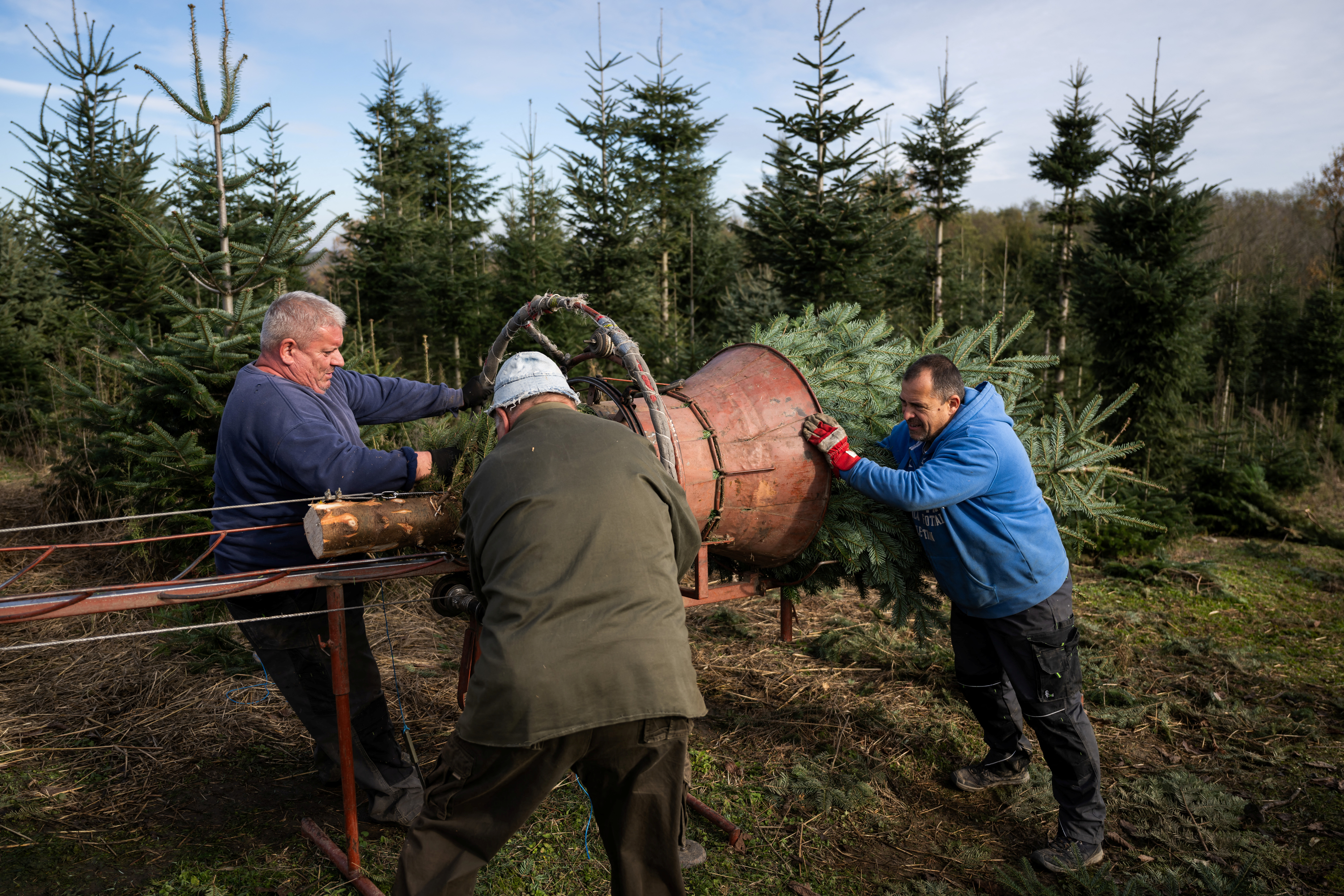 Christmas tree plantation in Hungary