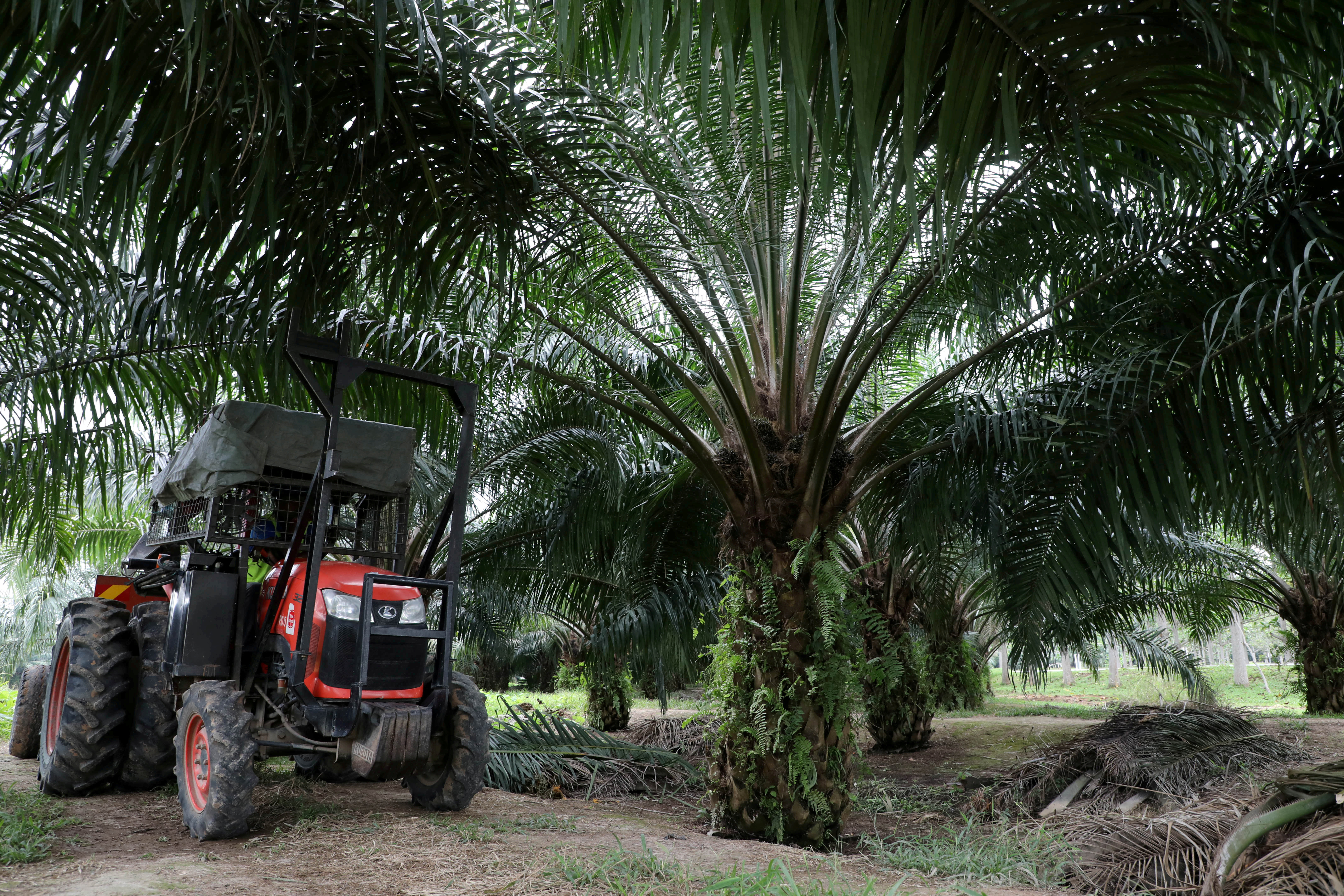 A mini tractor grabber collects palm oil fruits at a plantation in Pulau Carey