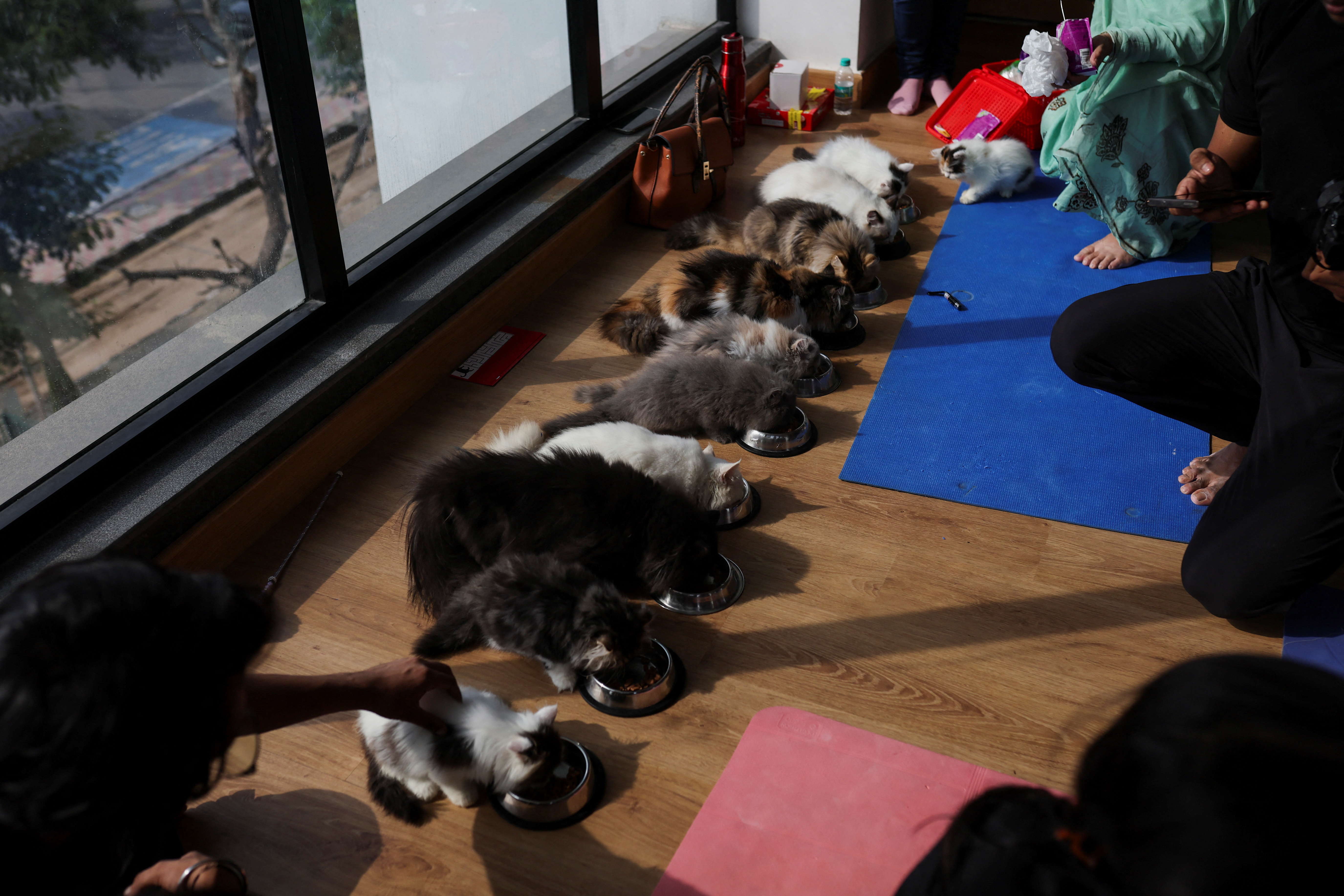 Yoga enthusiasts master the cat pose at kitten yoga session