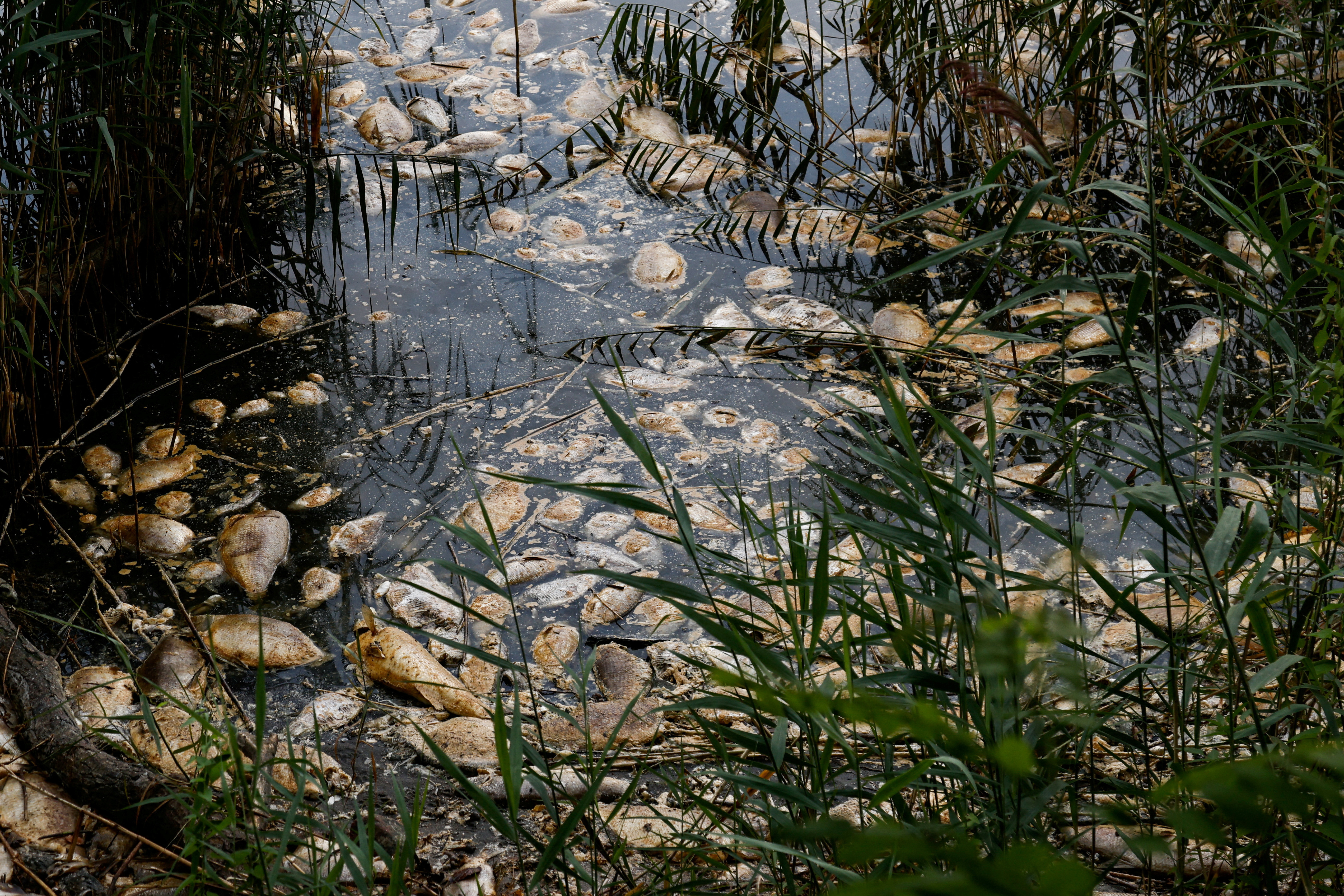 Dead fish in Poland's Oder river in 2022