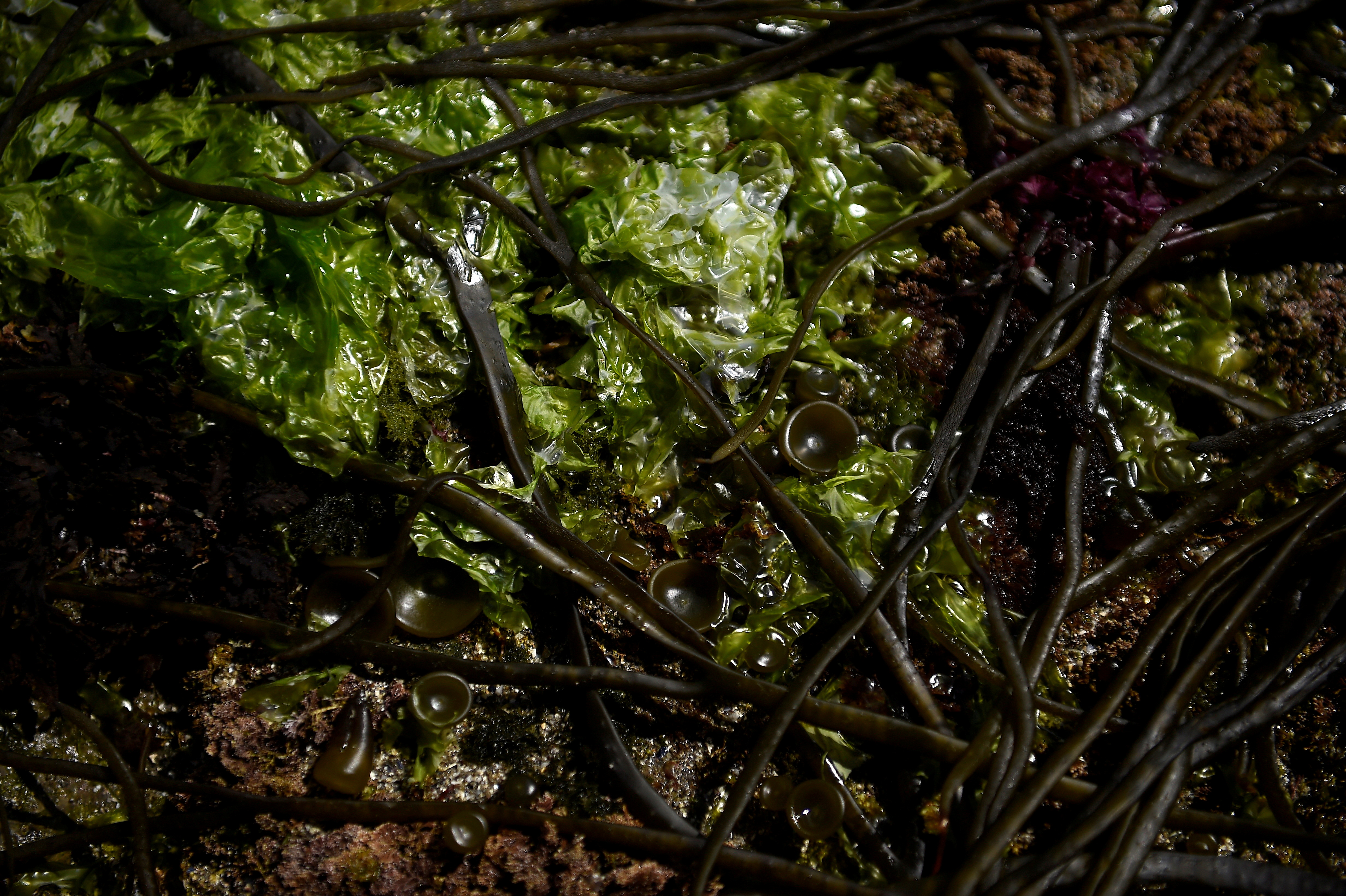 Sea Spaghetti seaweed (Himanthalia elongata) rests on top of Sea Lettuce (Ulva) while the tide is out on a rocky shore on Inis Mor