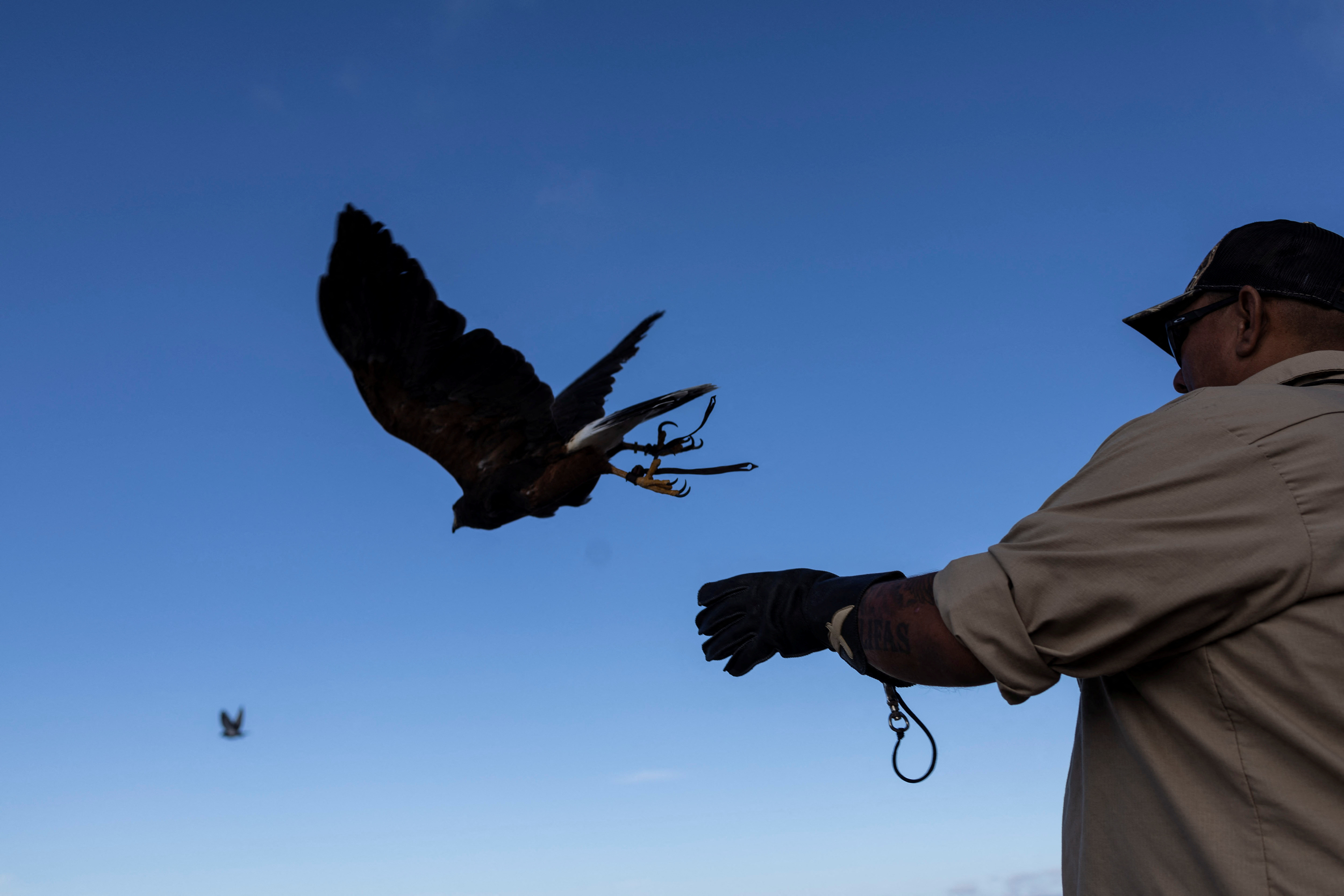 The Birds of Prey That Stand Guard Over California's Vineyards - Atlas  Obscura