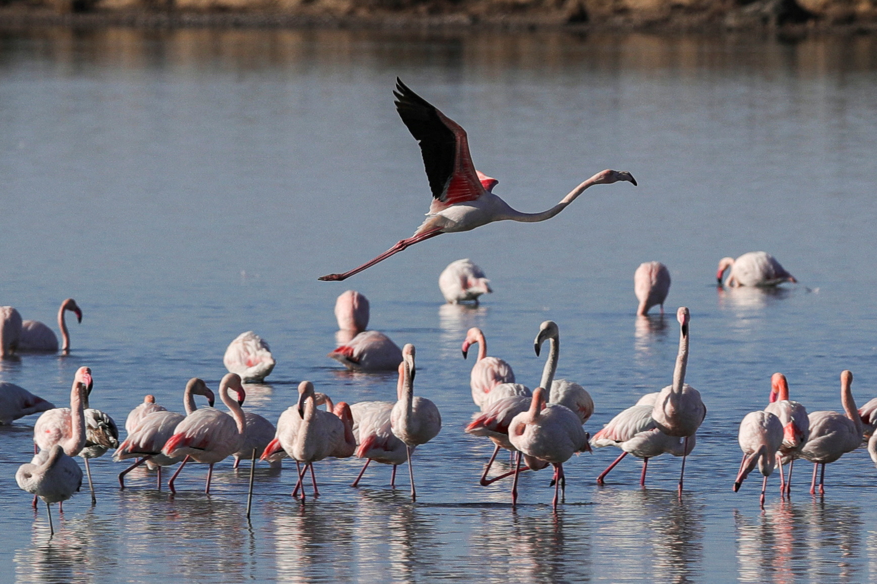 Flamingos are seen at the Vjosa-Narte Protected area  in Vlora