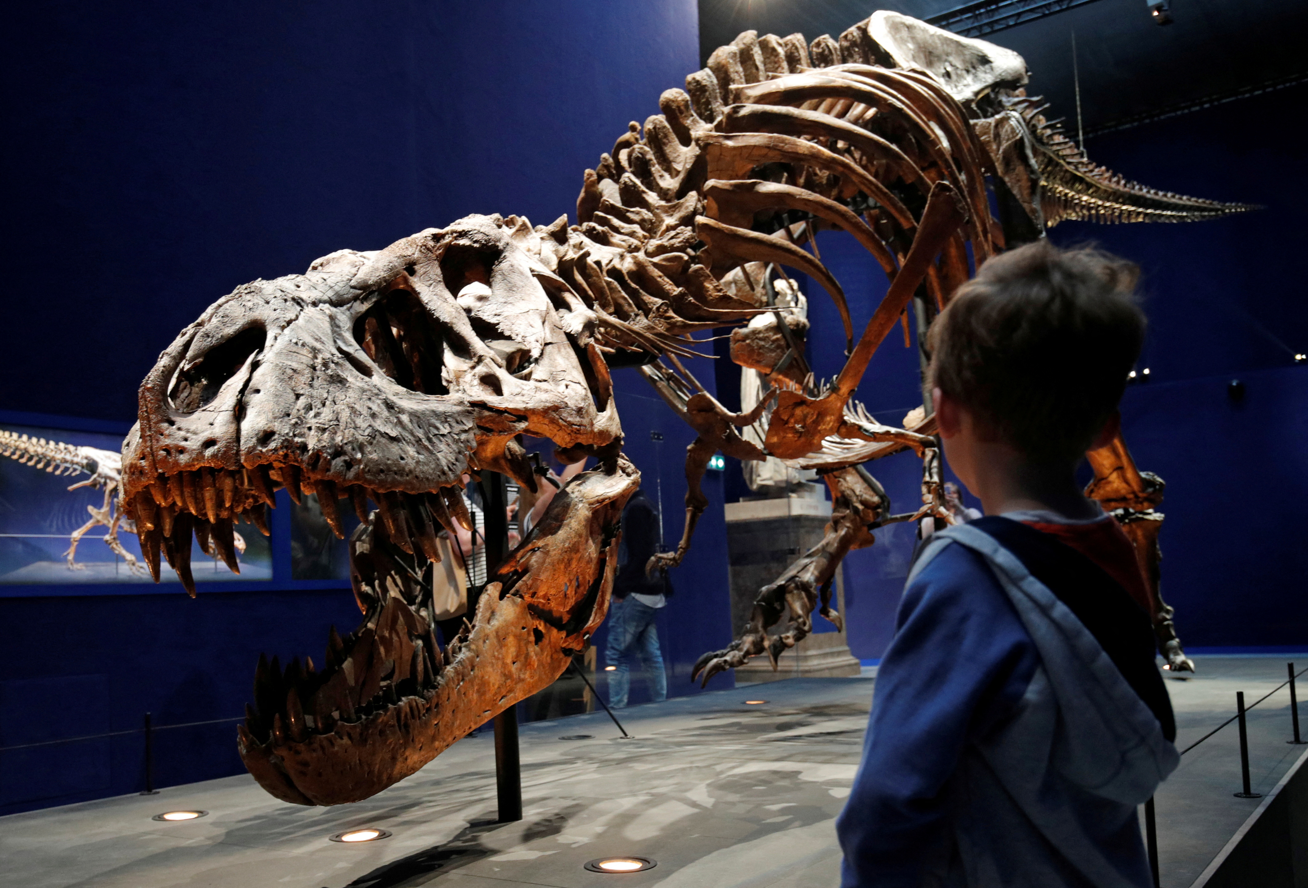 Confirmed: Fossilized T. Rex was expectant mother, Science