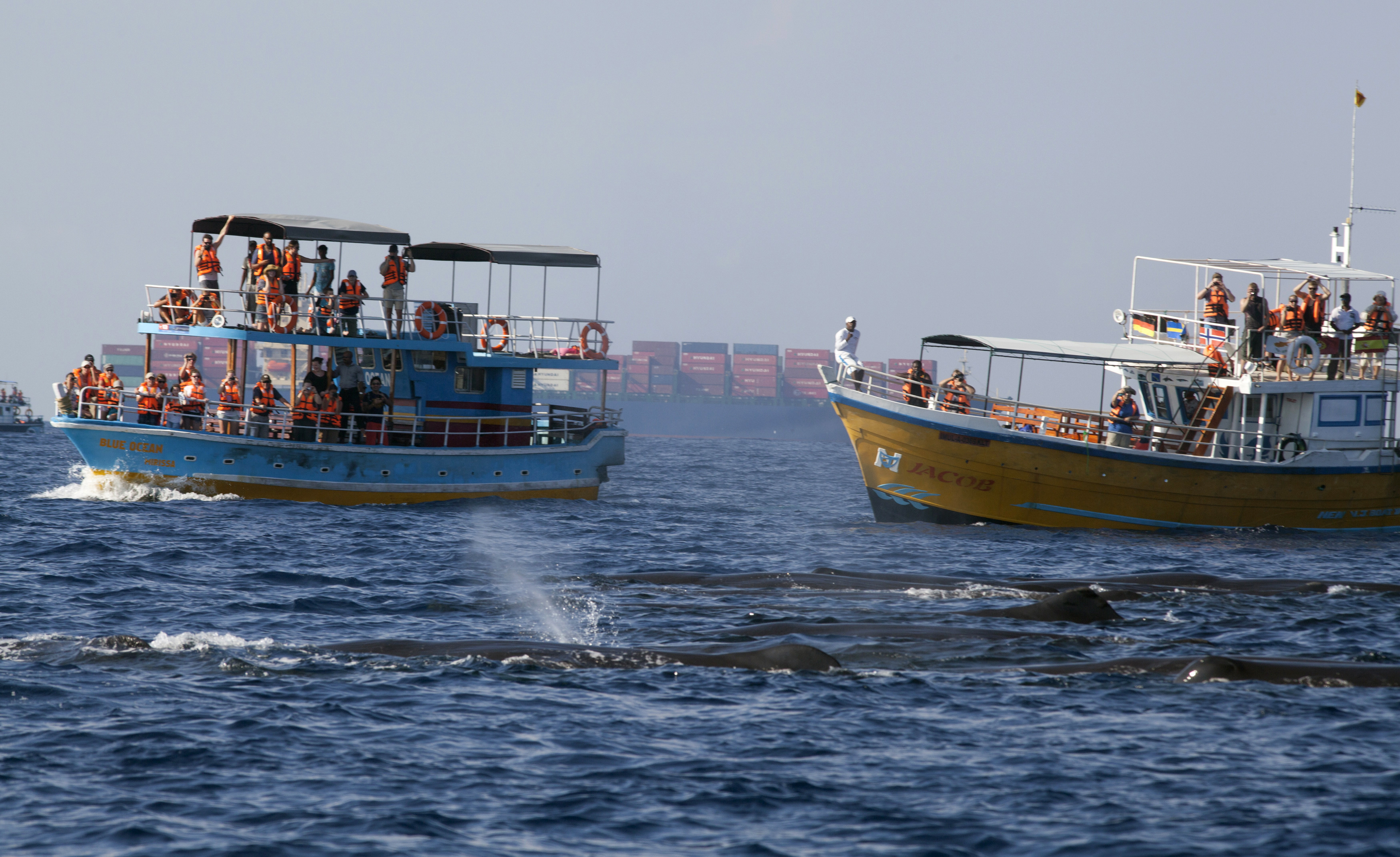 Tourist boats, carrying whale watchers, surround a pod of resting sperm whales while a container ship sails in the background in the Indian ocean off the coast of southern Sri Lanka