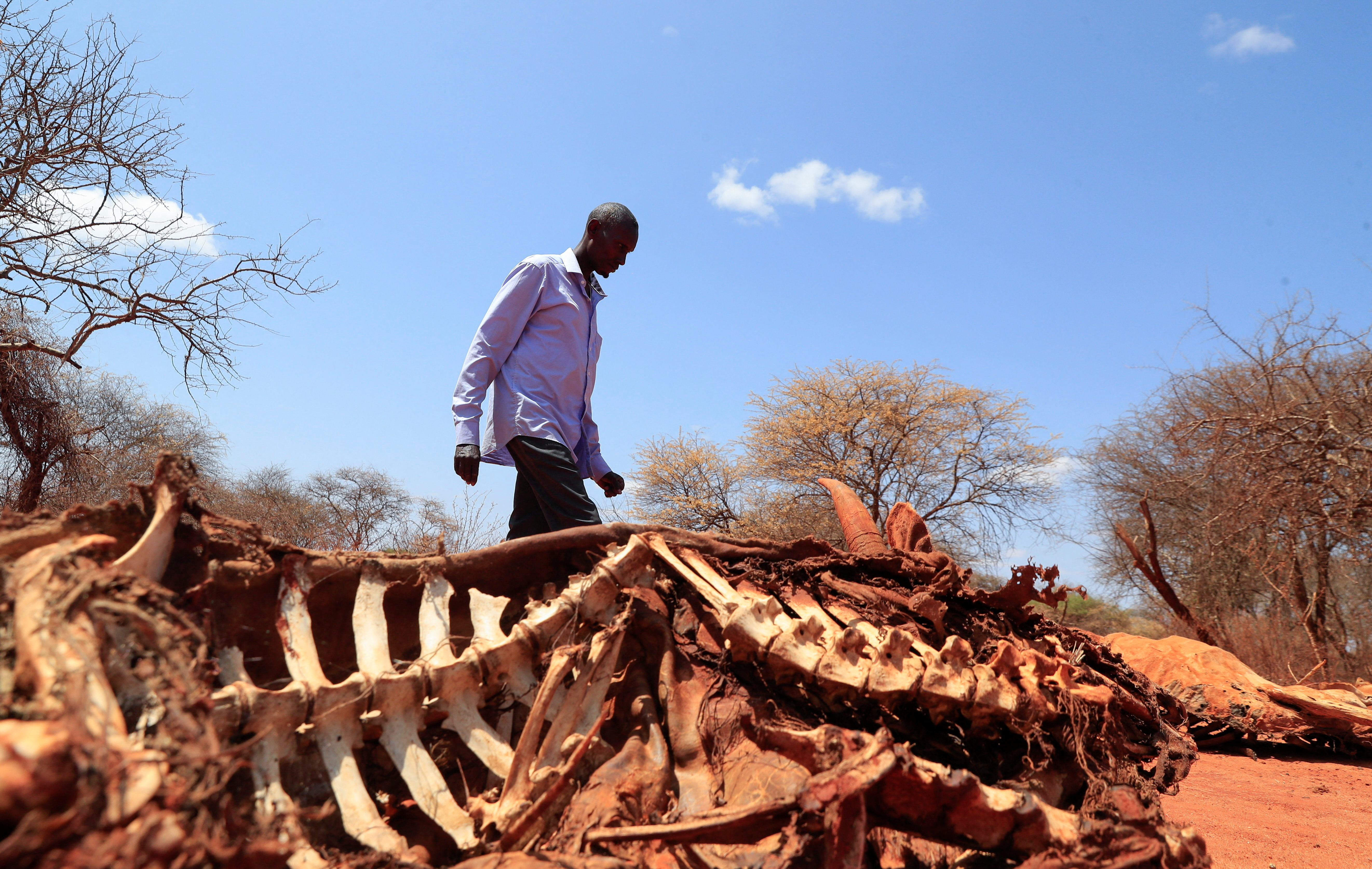 56-years-old pastoralist Ali Hacho Ali walks past the carcass of his dead cow following a prolonged drought in Eresteno