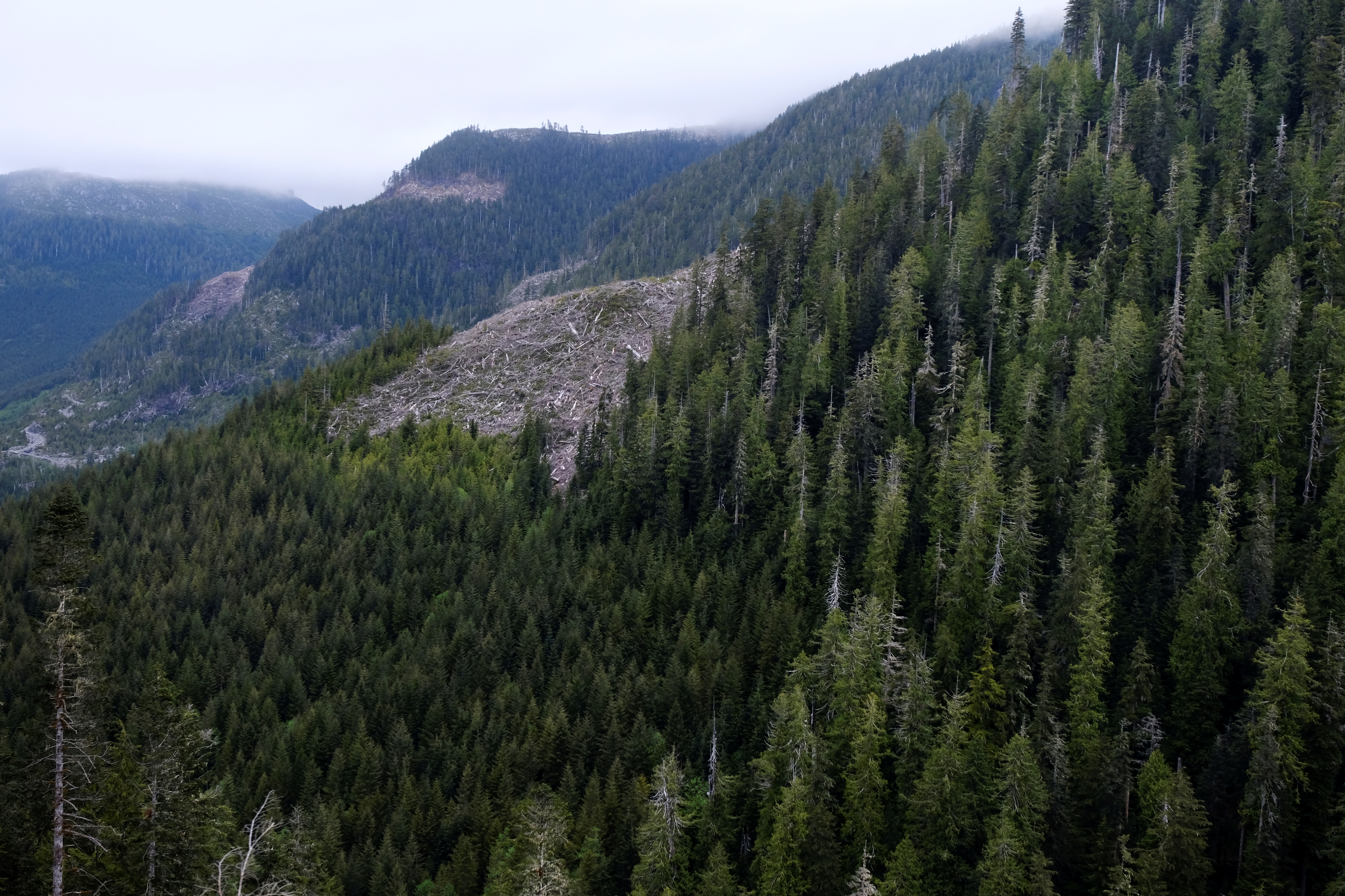 Large trees among old growth timber are seen at right in a cut block of Tree Farm licence 46 located outside Port Renfrew