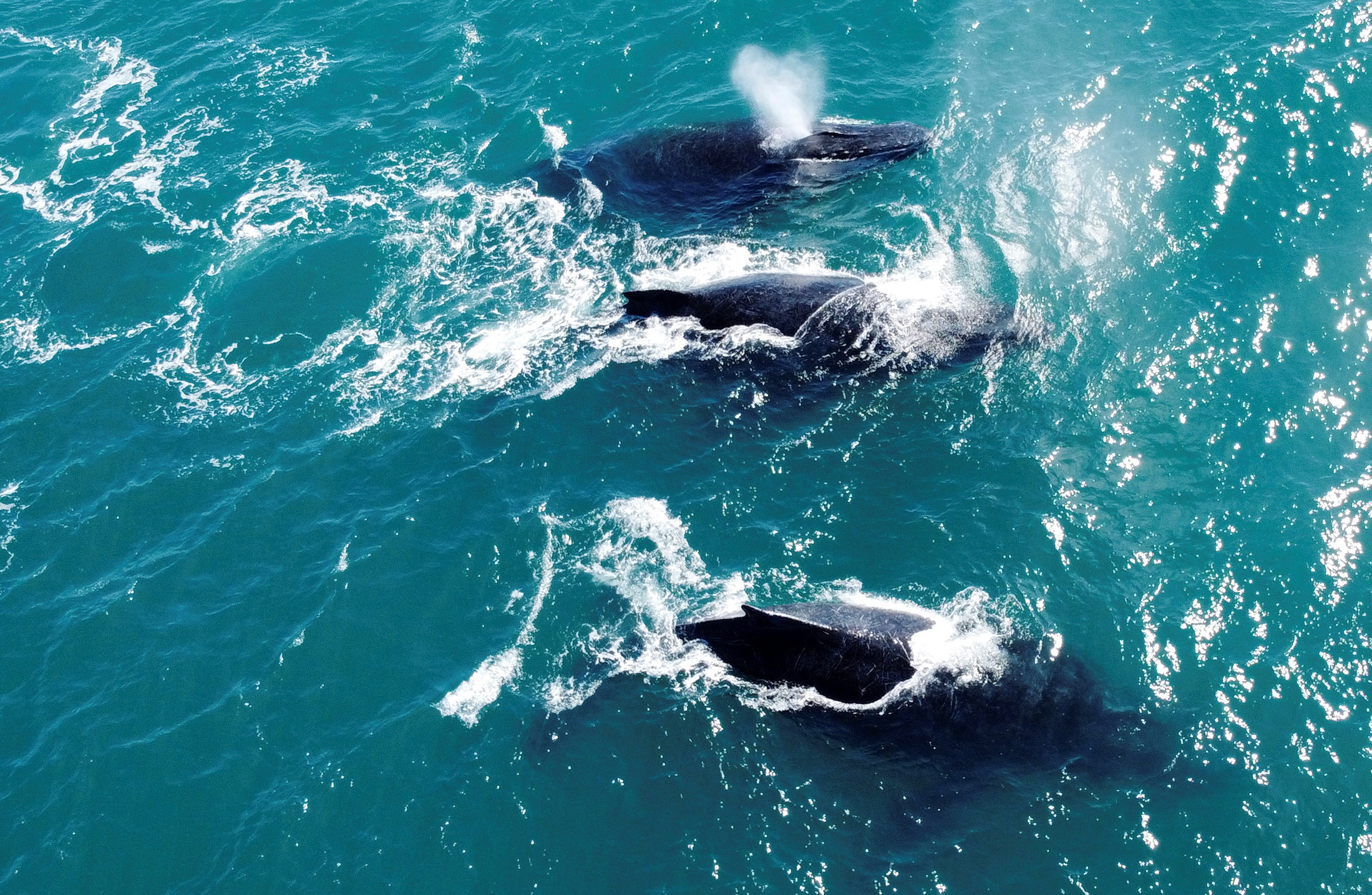 Brazilian Citizen Scientists See Humpbacks Return Decades After Mass Killings Reuters 