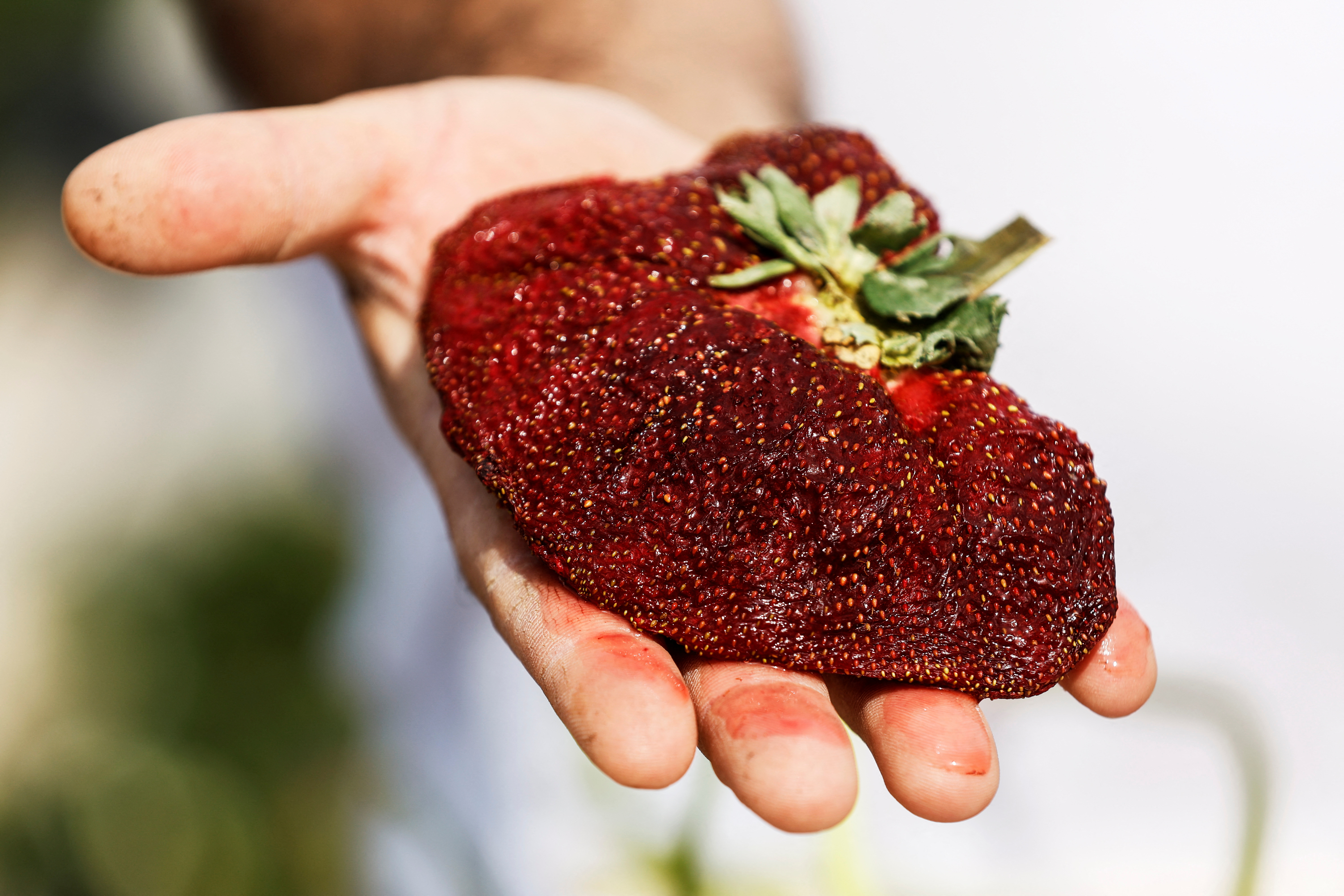 Israeli farmer Tzahi Ariel presents his giant strawberry, weighing 289 gram and grown in Israel after it sets a new Guinness record in Kadima