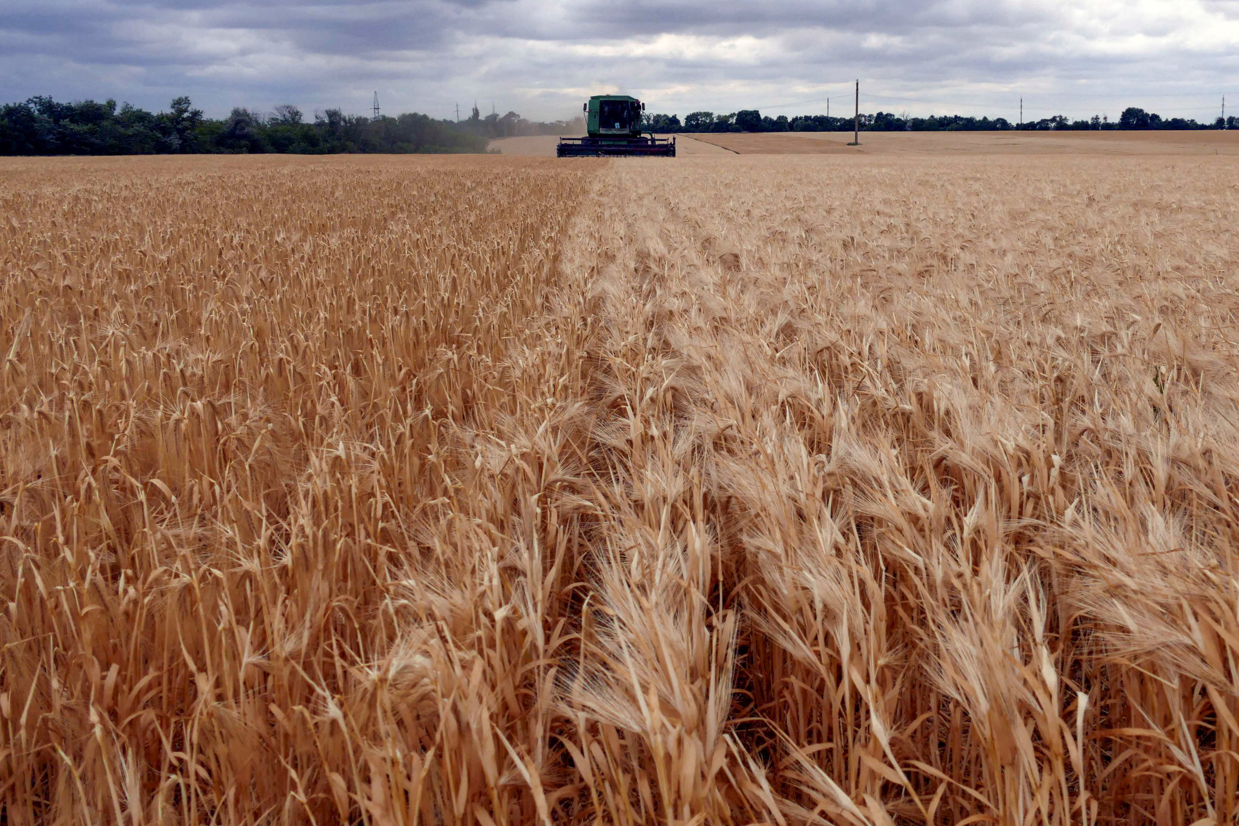 A combine harvests barley in a field in Odesa region
