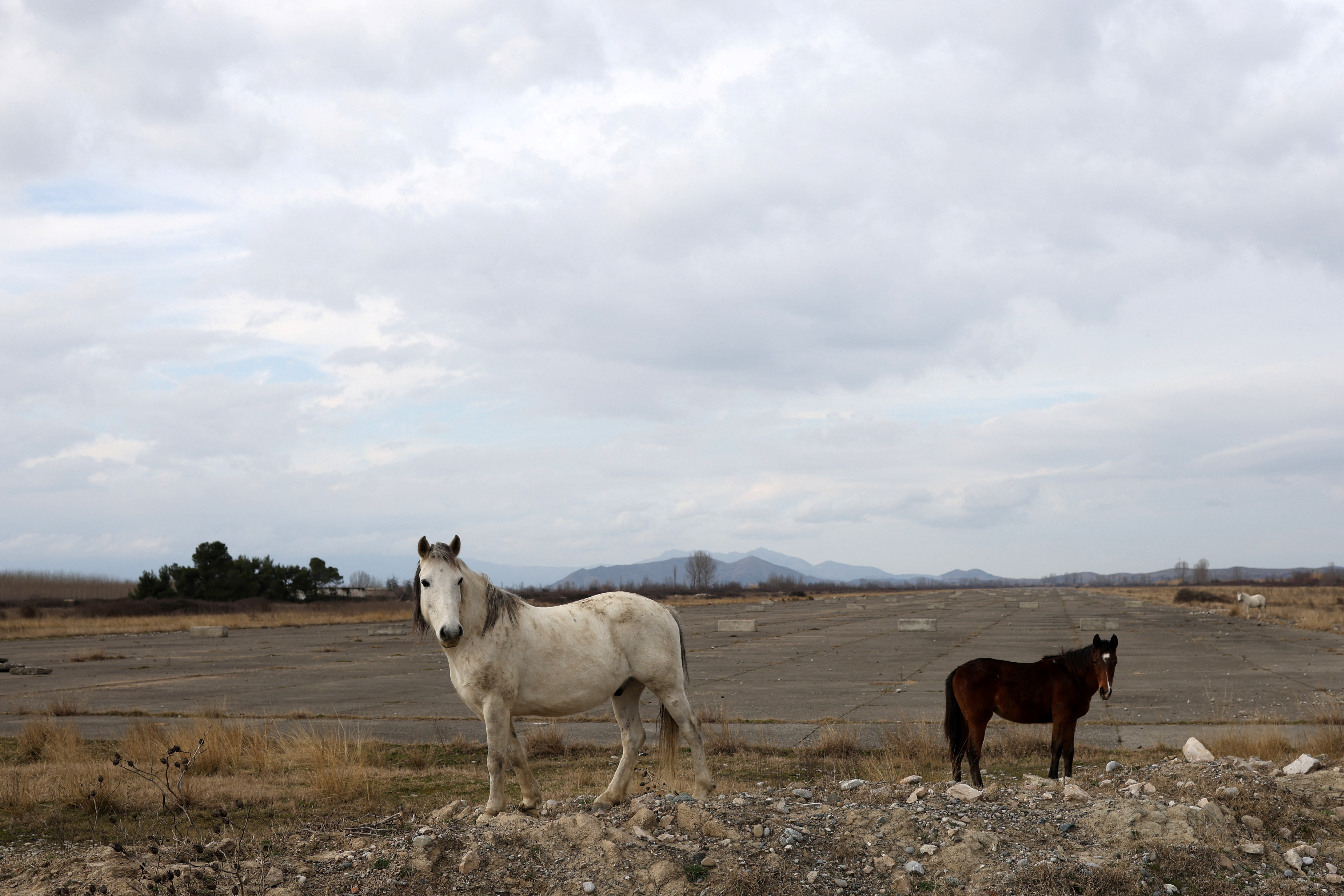 Horses stand next to a former runaway of a military airport, now used as a road, in Gjader