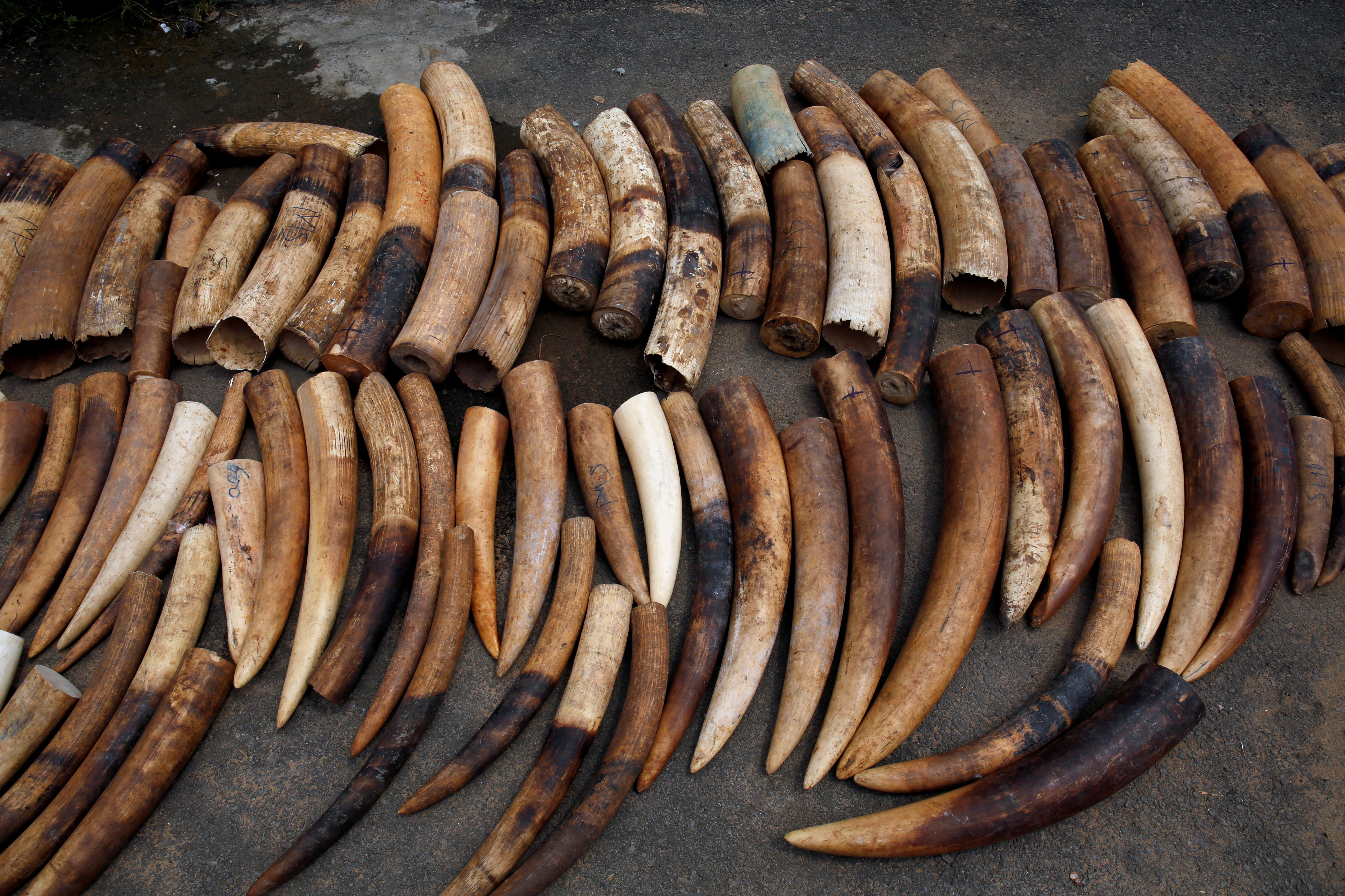 An elephant tusks batch seized from traffickers by Ivorian wildlife agents is pictured in Abidjan
